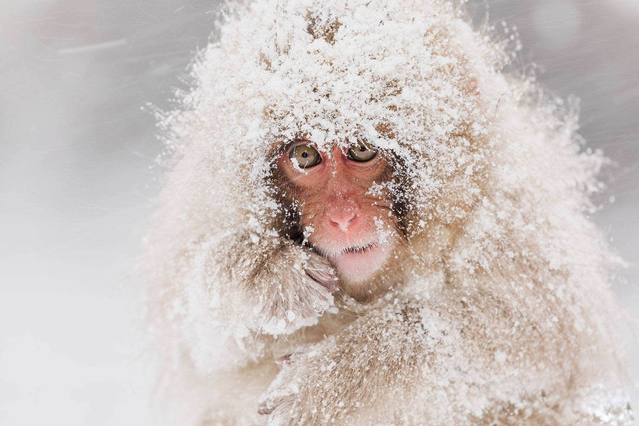 snow-covered macaque monkey, snow monkey, wintry blur, Full HD Desktop Wallpaper