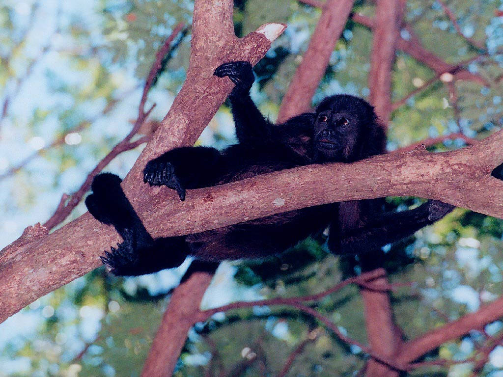 black howler monkey, tree branch, dappled sunlight, SD Desktop Wallpaper