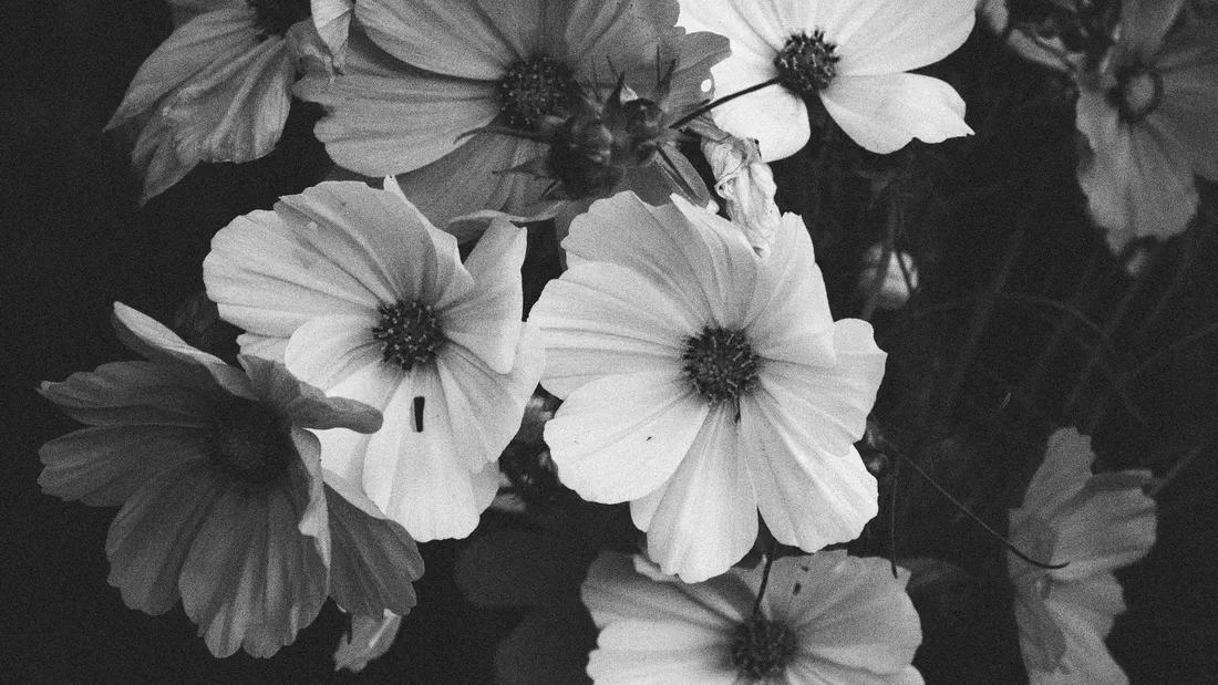 Monochrome Flower