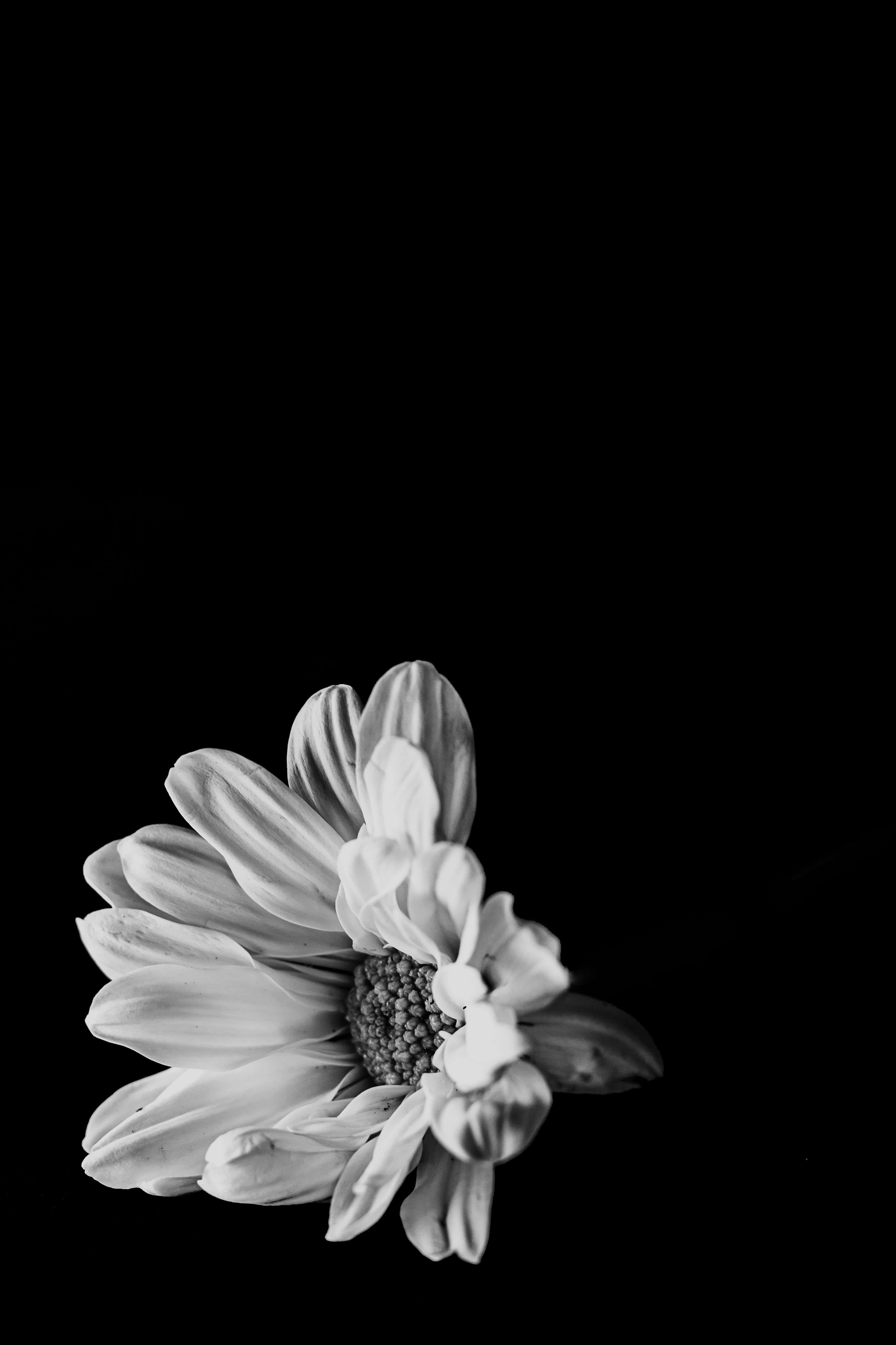daisy, monochrome, black background, 5K Phone Wallpaper