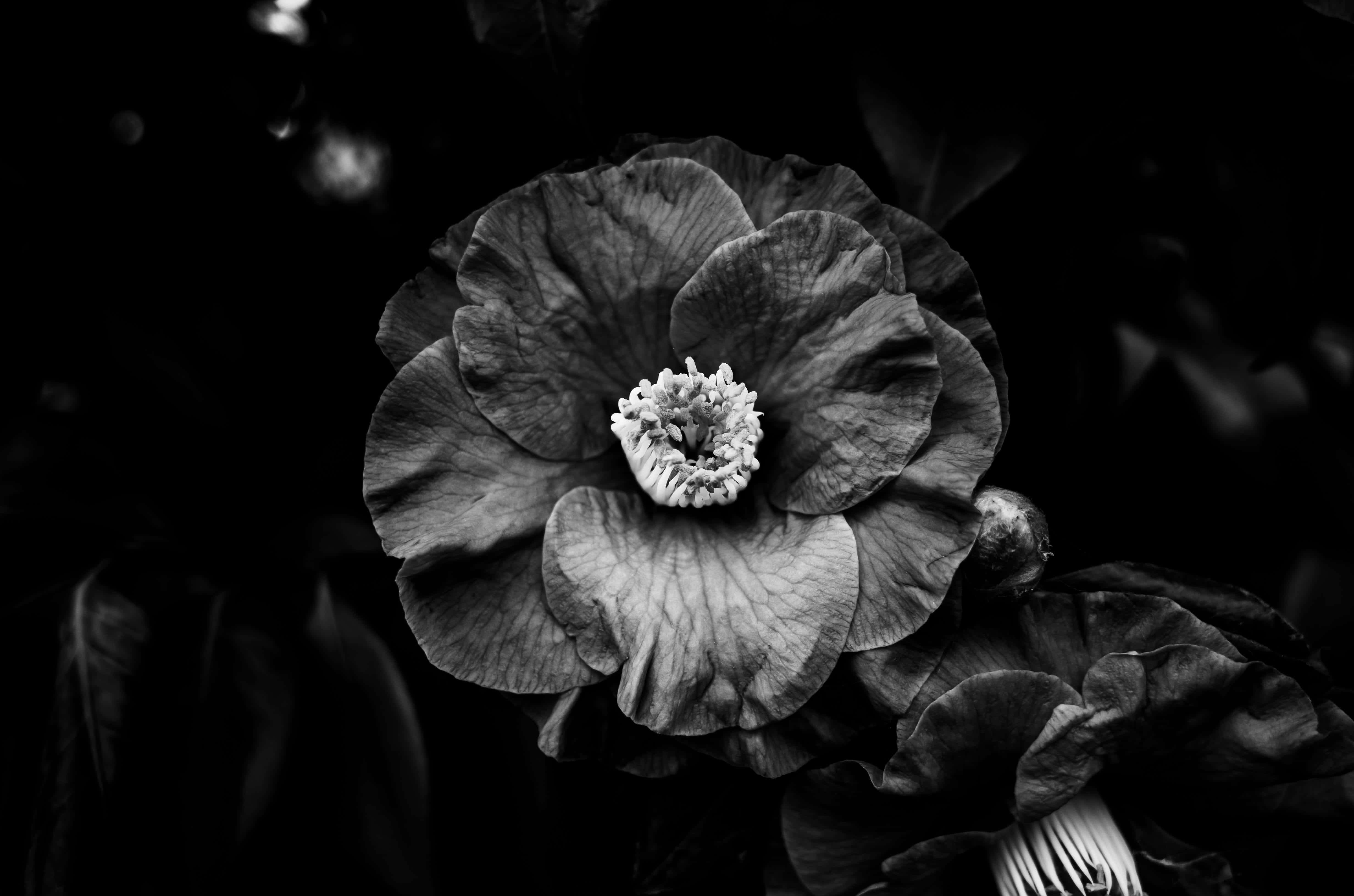 elegant black and white flower, monochrome, textured flower, 4K Desktop Wallpaper