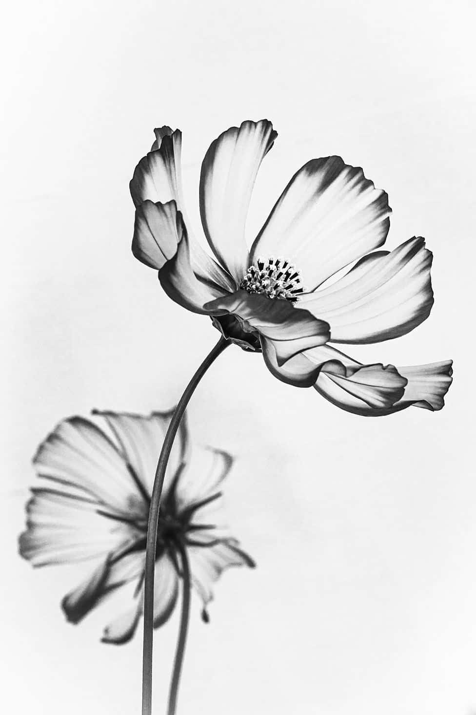 Elegant_ Black_and_ White_ Flower, monochrome cosmos flower, delicate petals, HD Phone Wallpaper