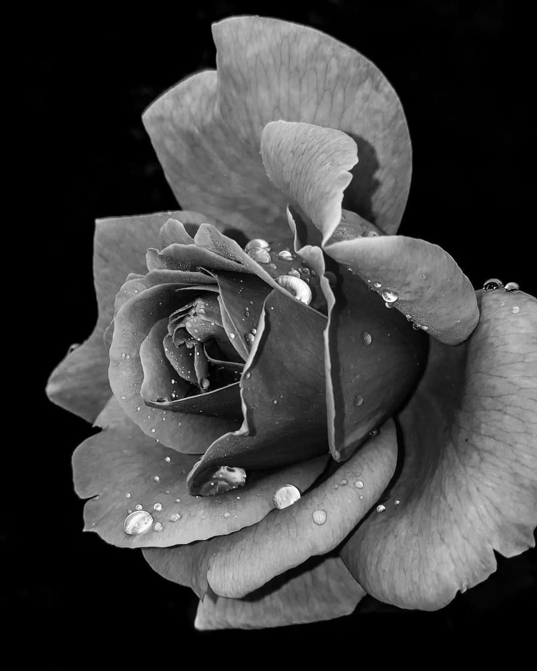 monochrome rose, dewdrops, textured petals, HD Phone Wallpaper