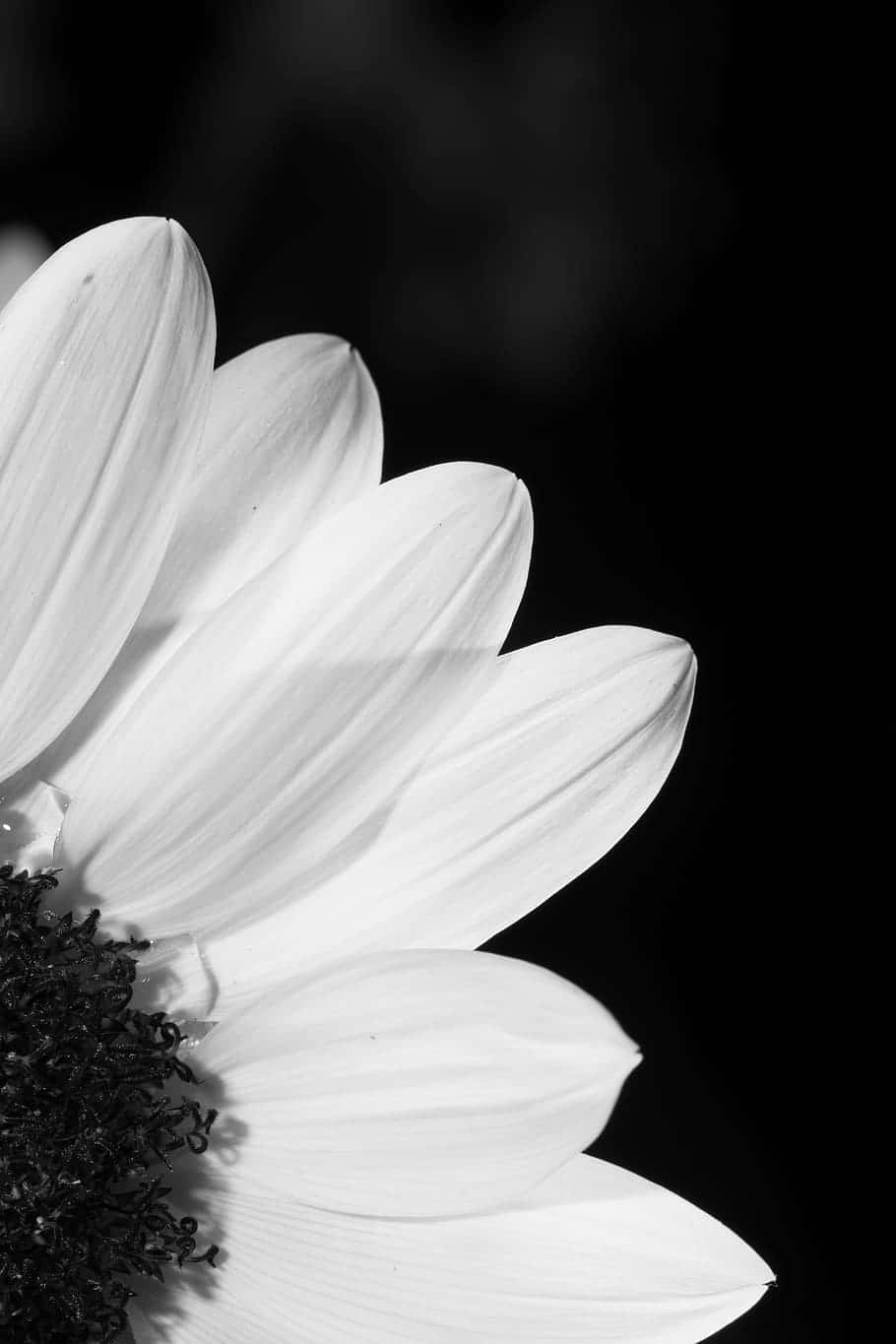 daisy, black and white, close-up, HD Phone Wallpaper