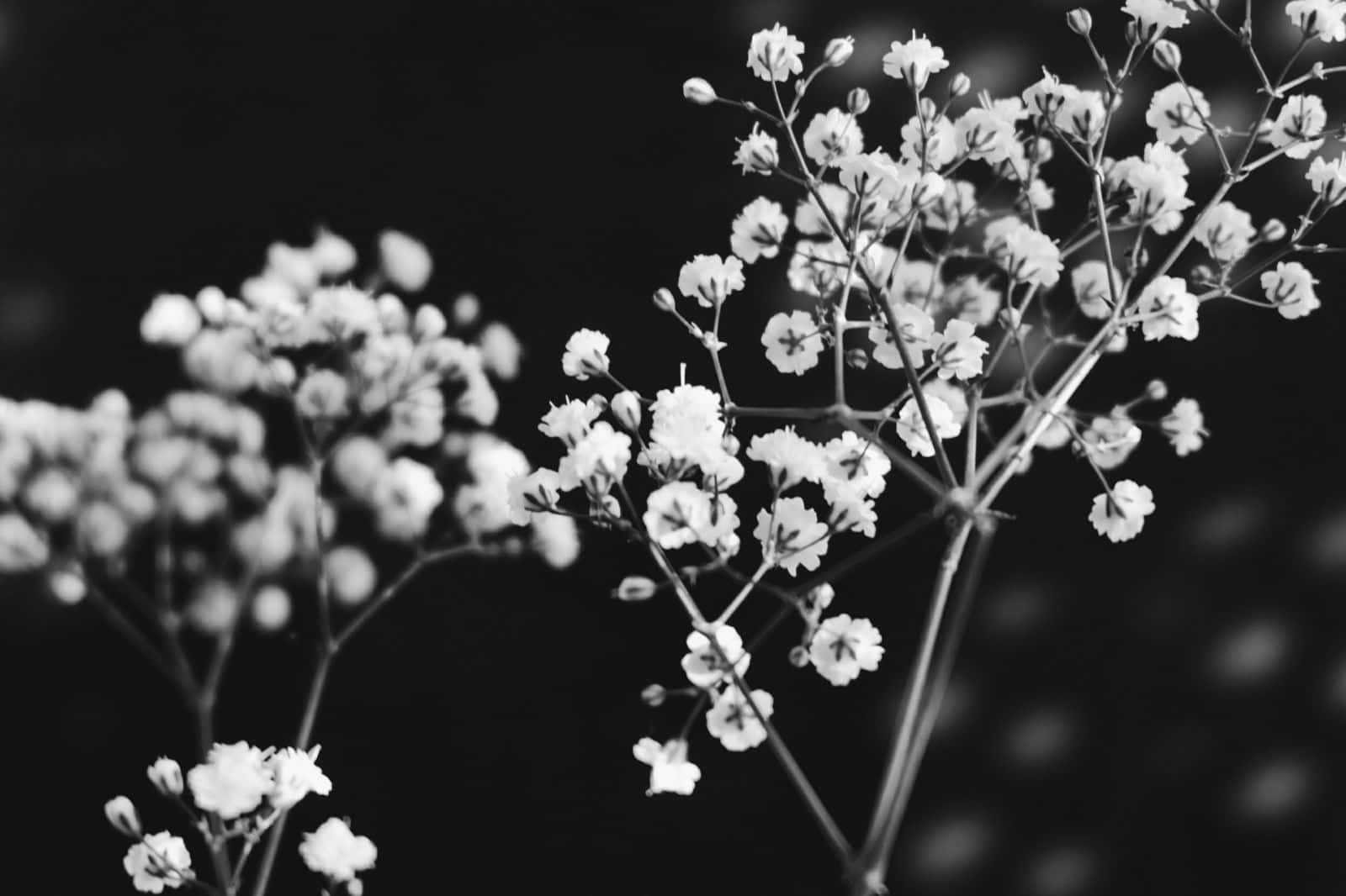 baby's breath, soft focus, deep black background, HD Desktop Wallpaper