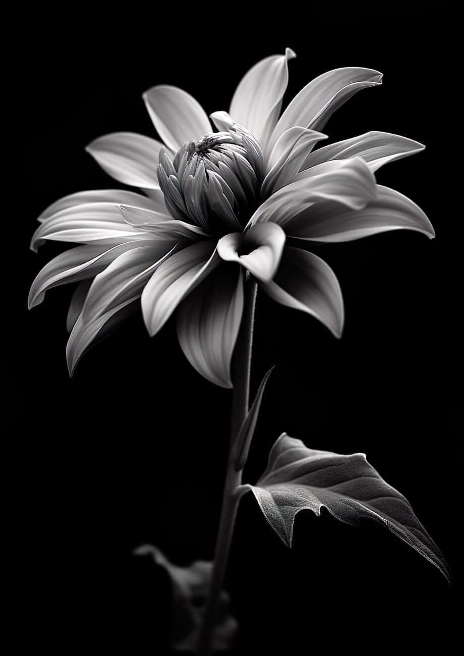 elegant blackand white dahlia, monochrome dahlia, delicate layered petals, HD Phone Wallpaper