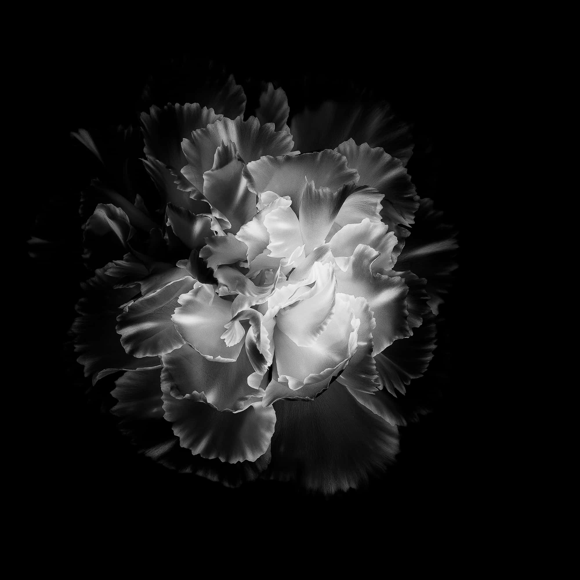 monochrome carnation, ruffled petals, stark black background, Full HD Desktop Wallpaper