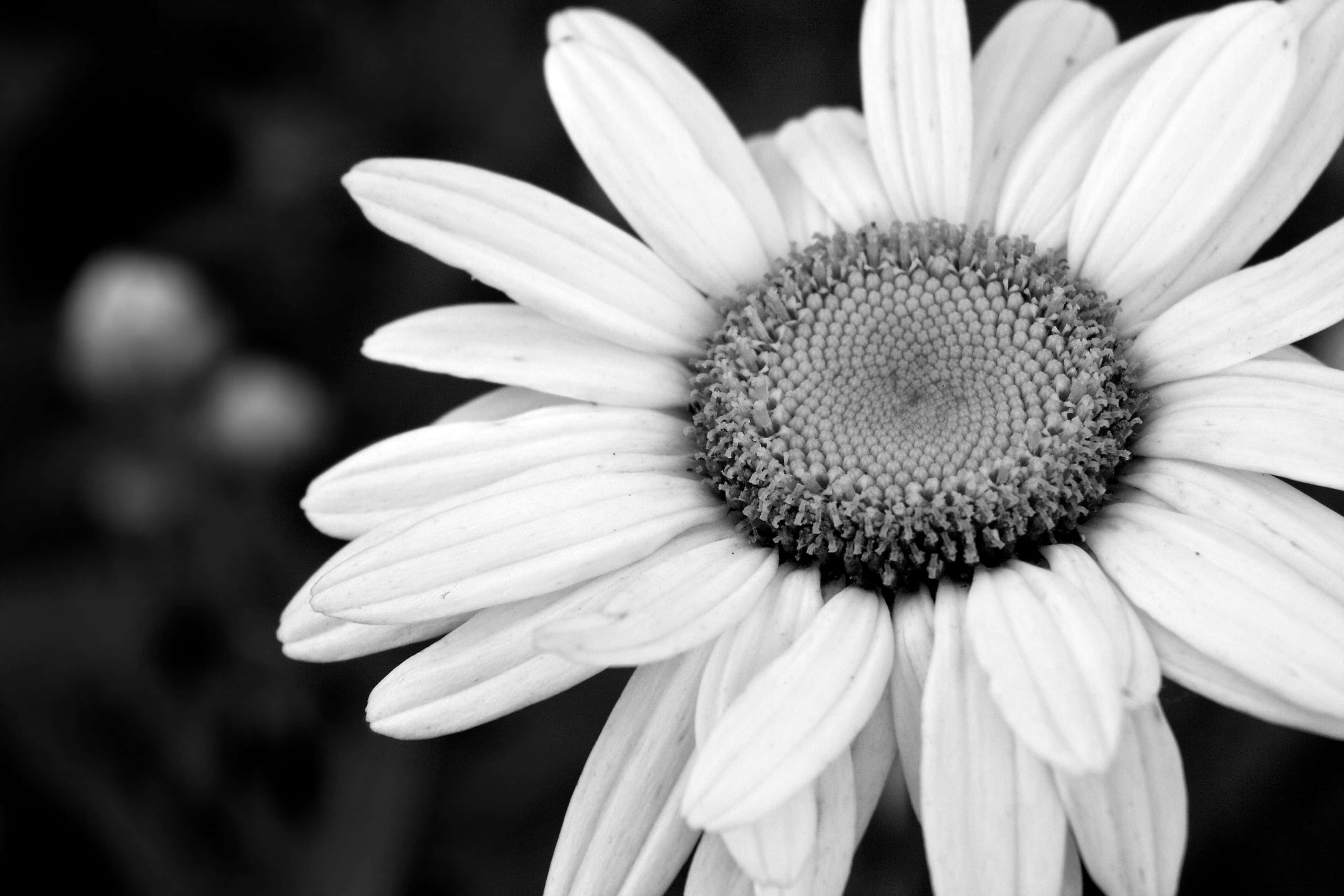 Elegant Daisyin Monochrome, daisy, monochrome, 4K Desktop Wallpaper