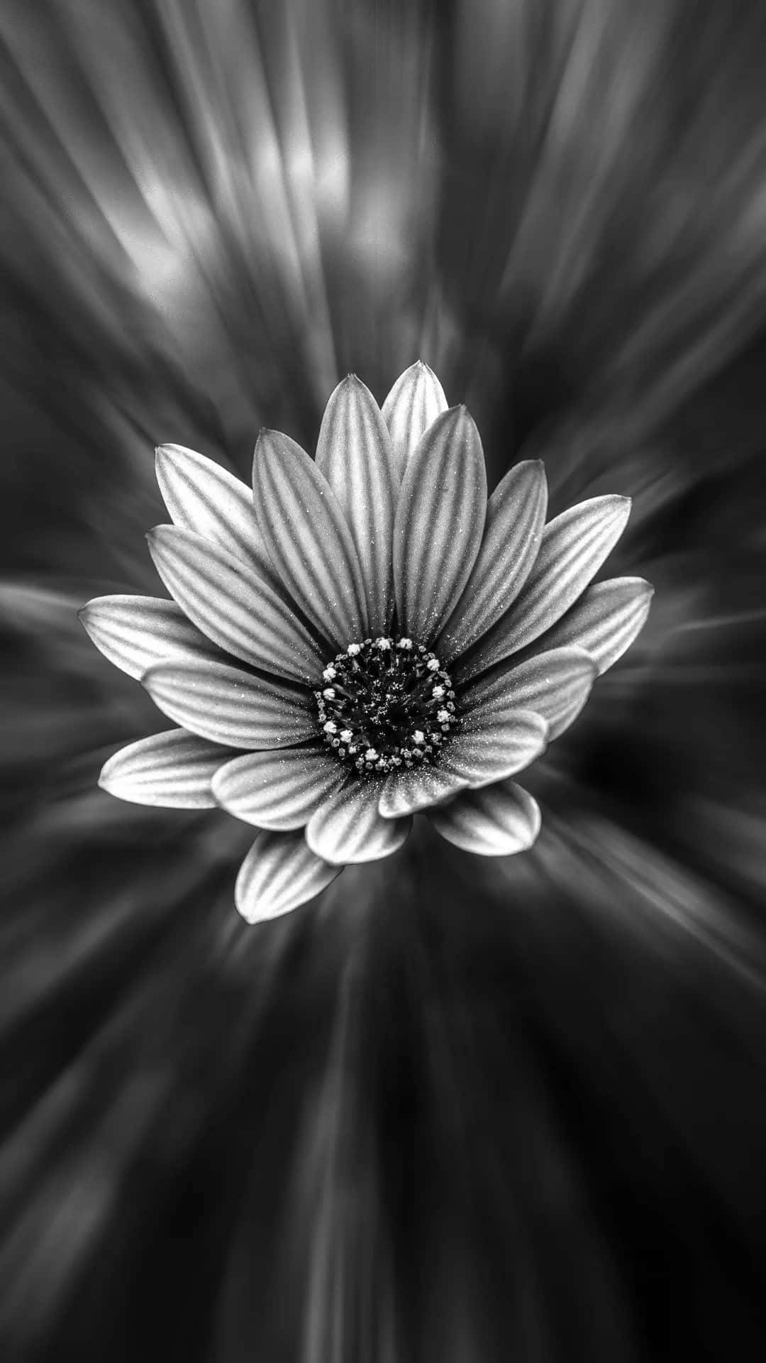 monochrome daisy, radiating streaks of light, dramatic, Full HD Phone Wallpaper