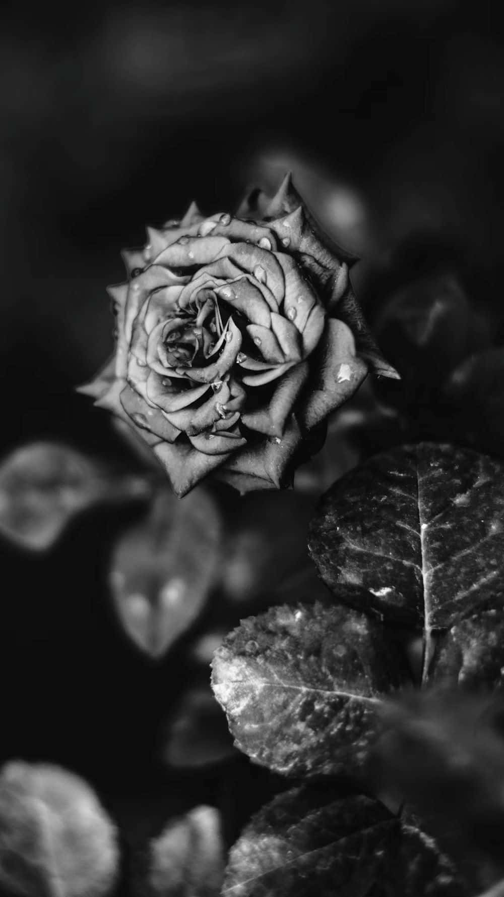 monochrome rose, rosebud, intricate petals, HD Phone Wallpaper