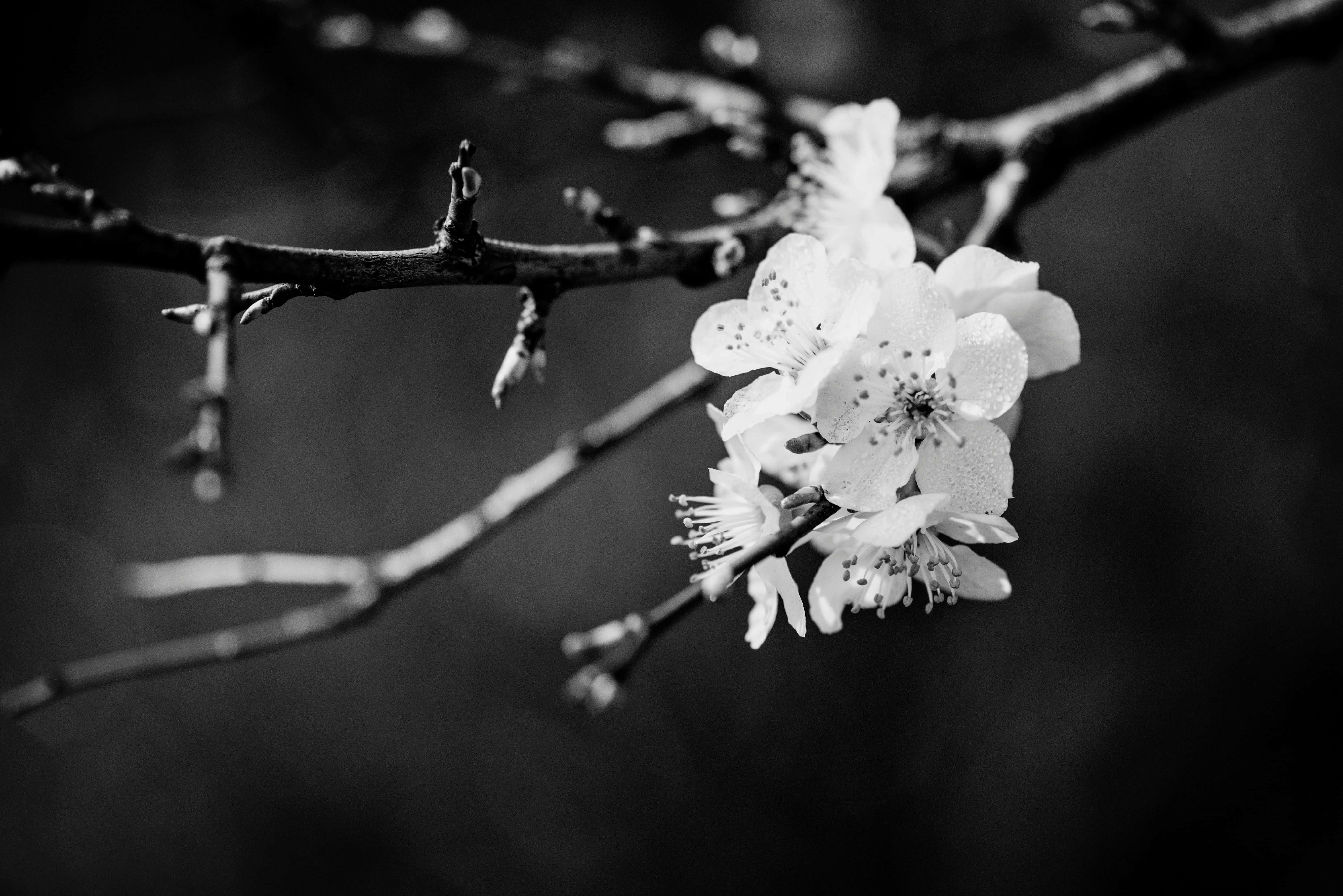 Monochrome Blossom Branch, white blossoms, dark branches, 5K Desktop Wallpaper