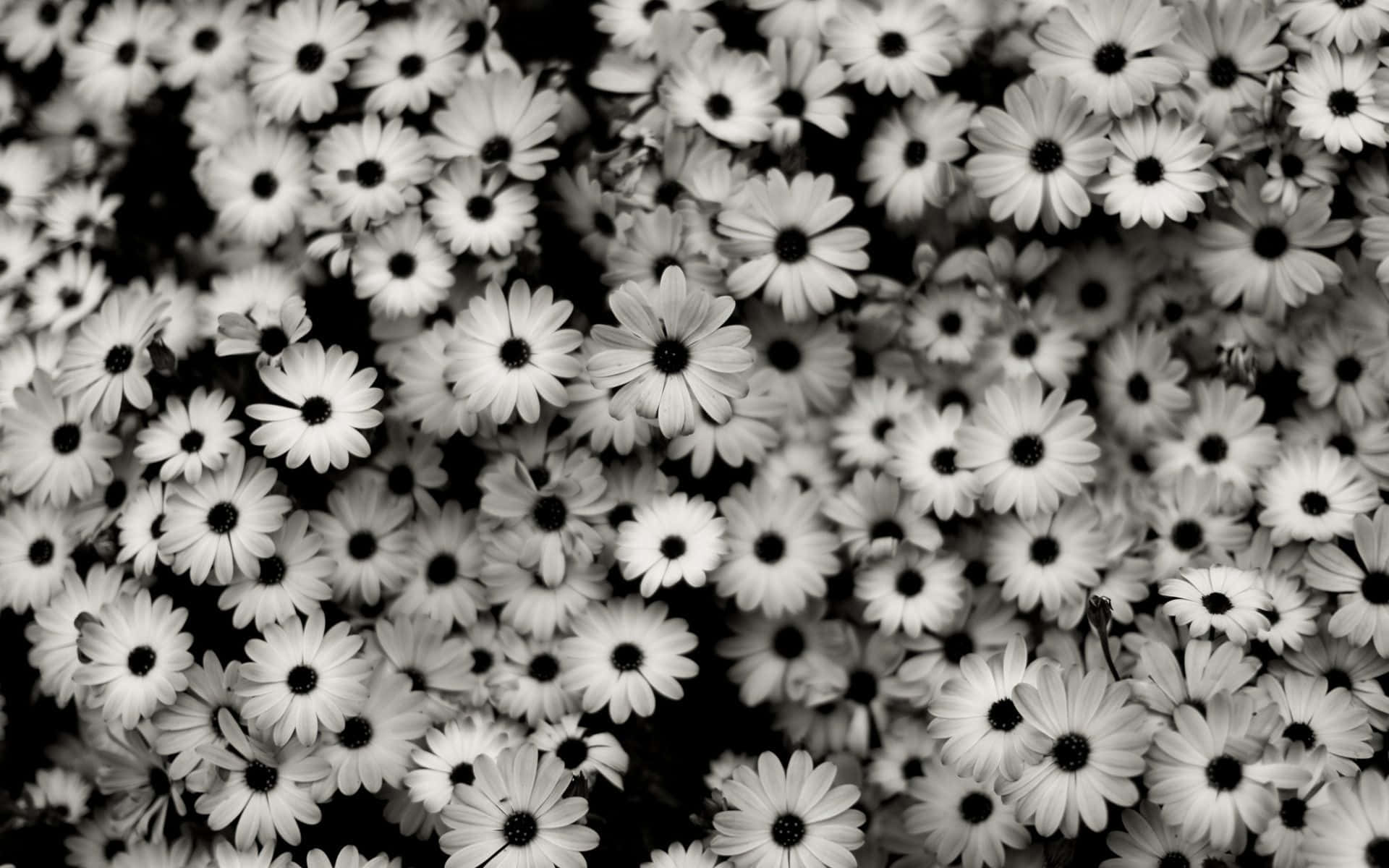 blackand white daisy pattern, daisies, black centers, Full HD Desktop Wallpaper