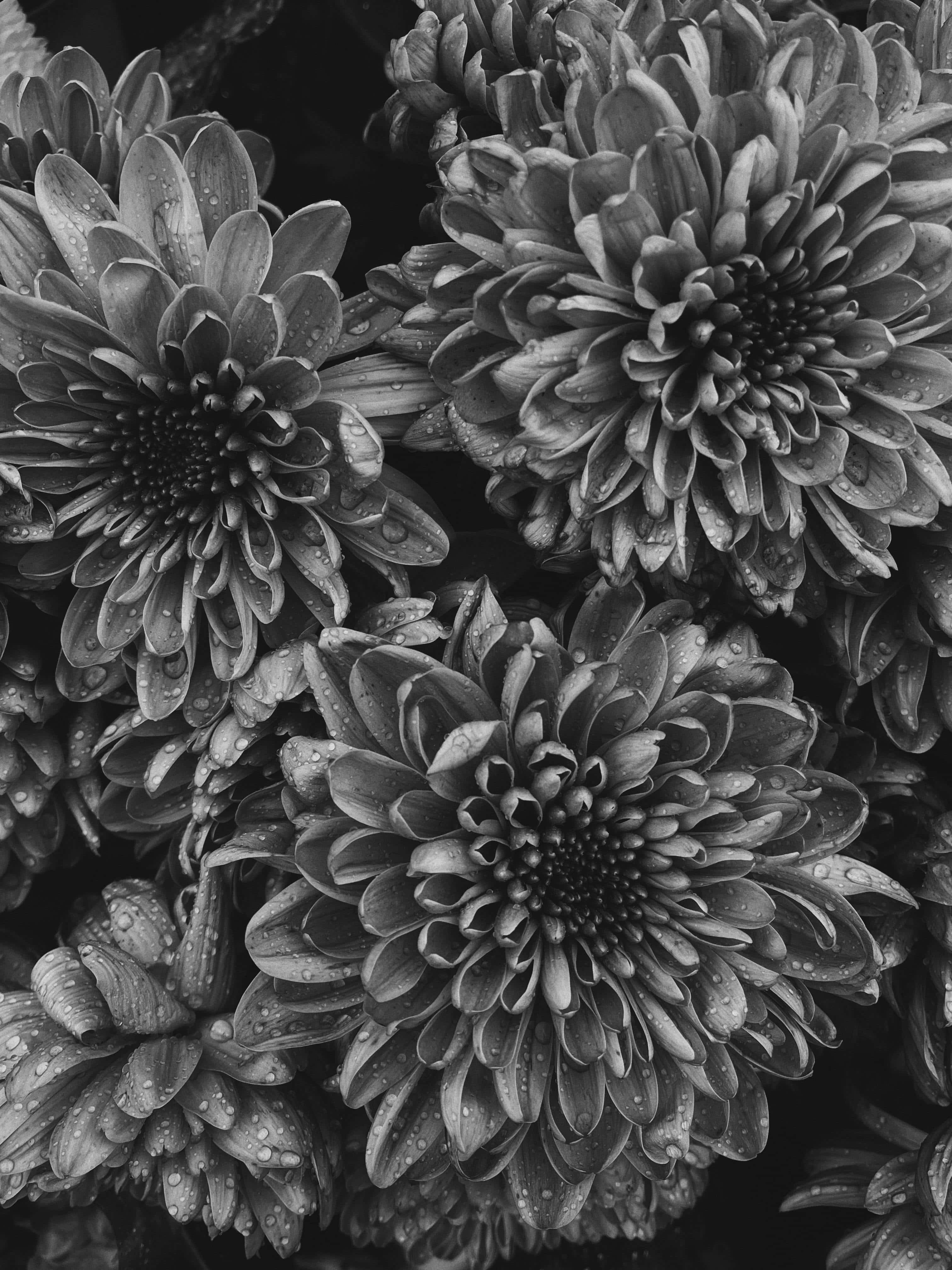 Monochrome Dew Kissed Flowers, chrysanthemums, dew drops, 4K Phone Wallpaper