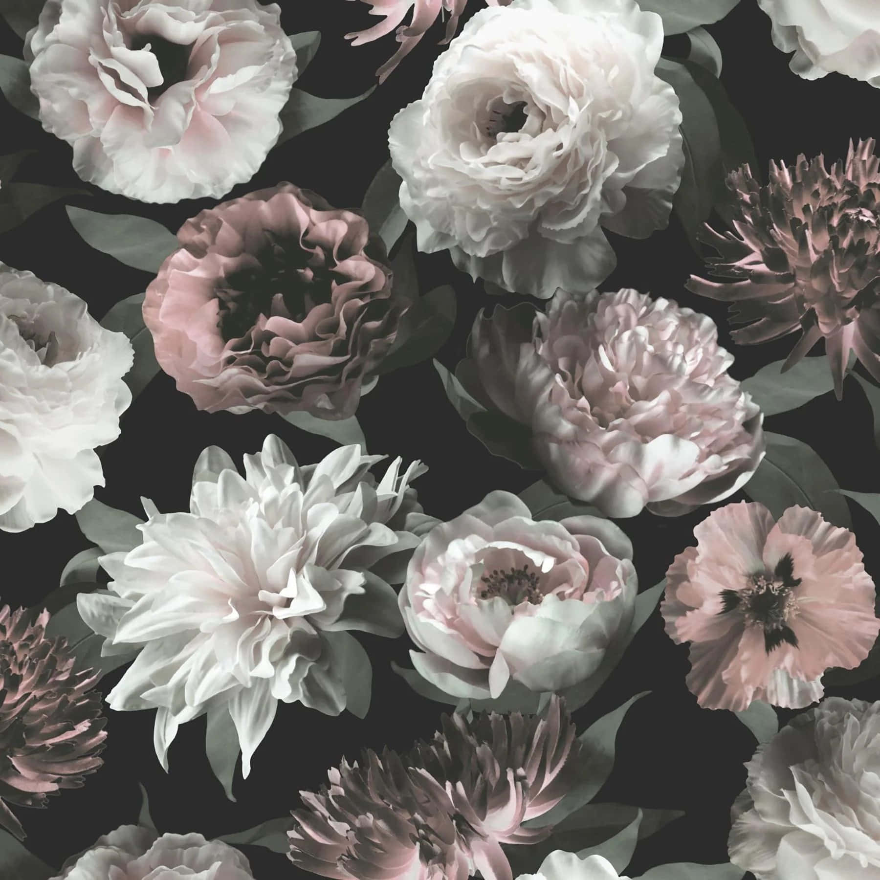monochrome floral pattern design, soft pink, white, HD Desktop Wallpaper