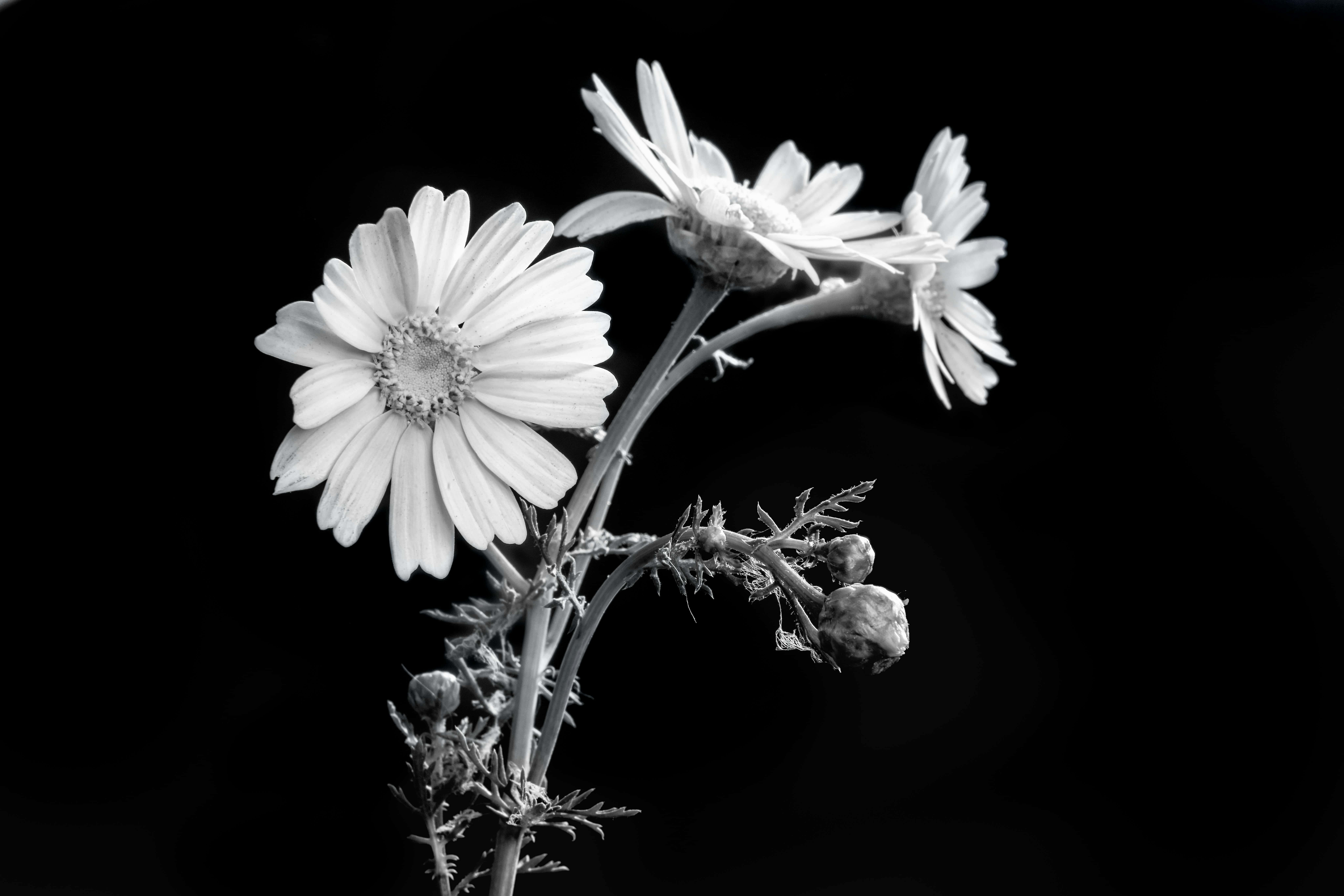 daisies, delicate petals, budding stems, 8K Desktop Wallpaper