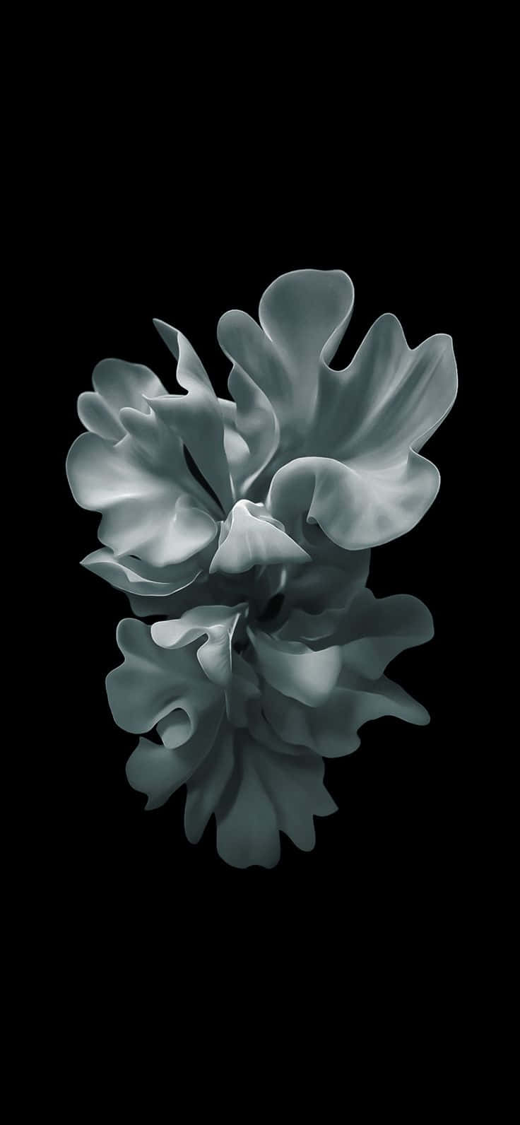 monochrome floral artwork, abstract floral form, soft gray petals, HD Phone Wallpaper