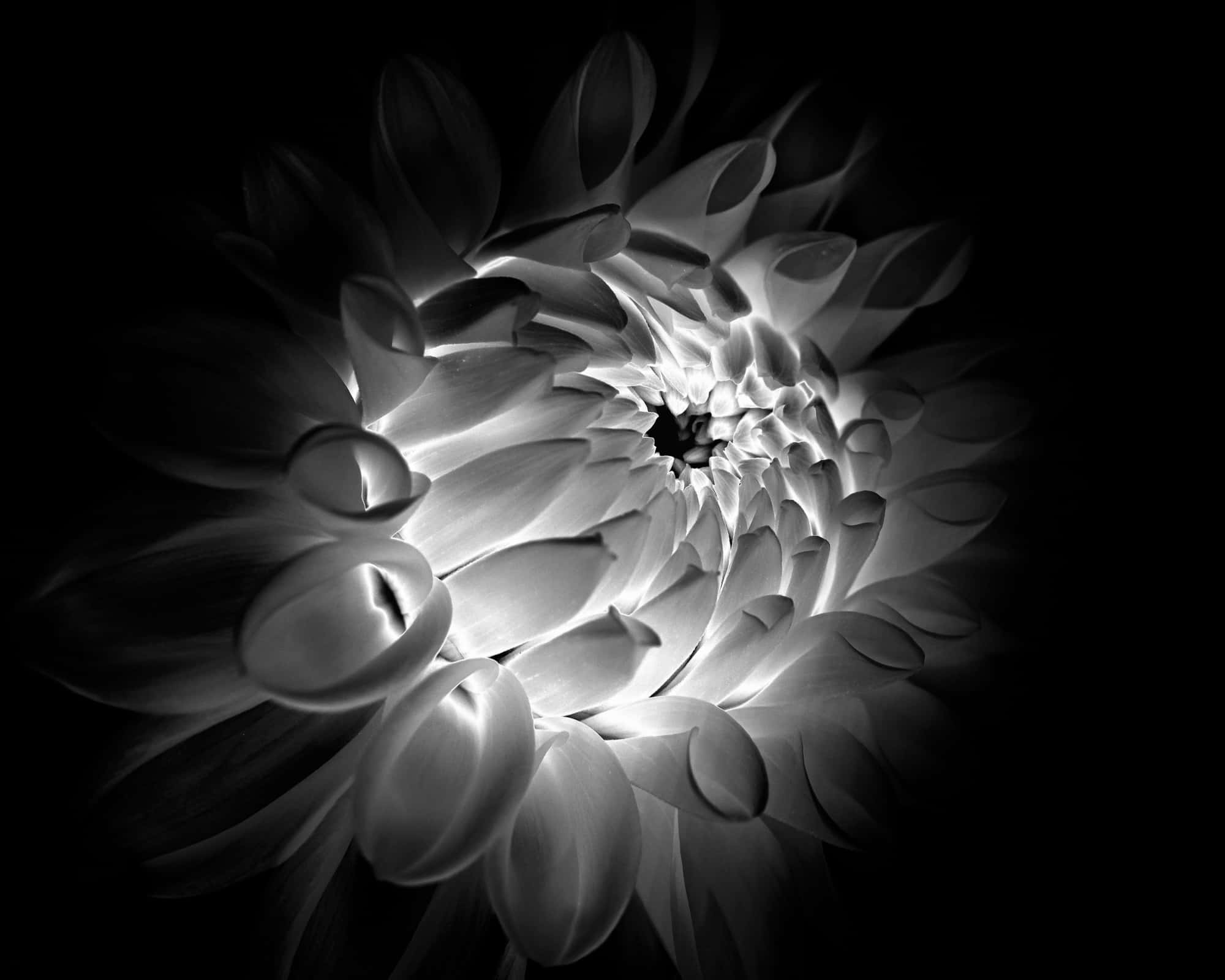 monochrome dahlia flower glow, dahlia flower, soft light, Full HD Desktop Wallpaper