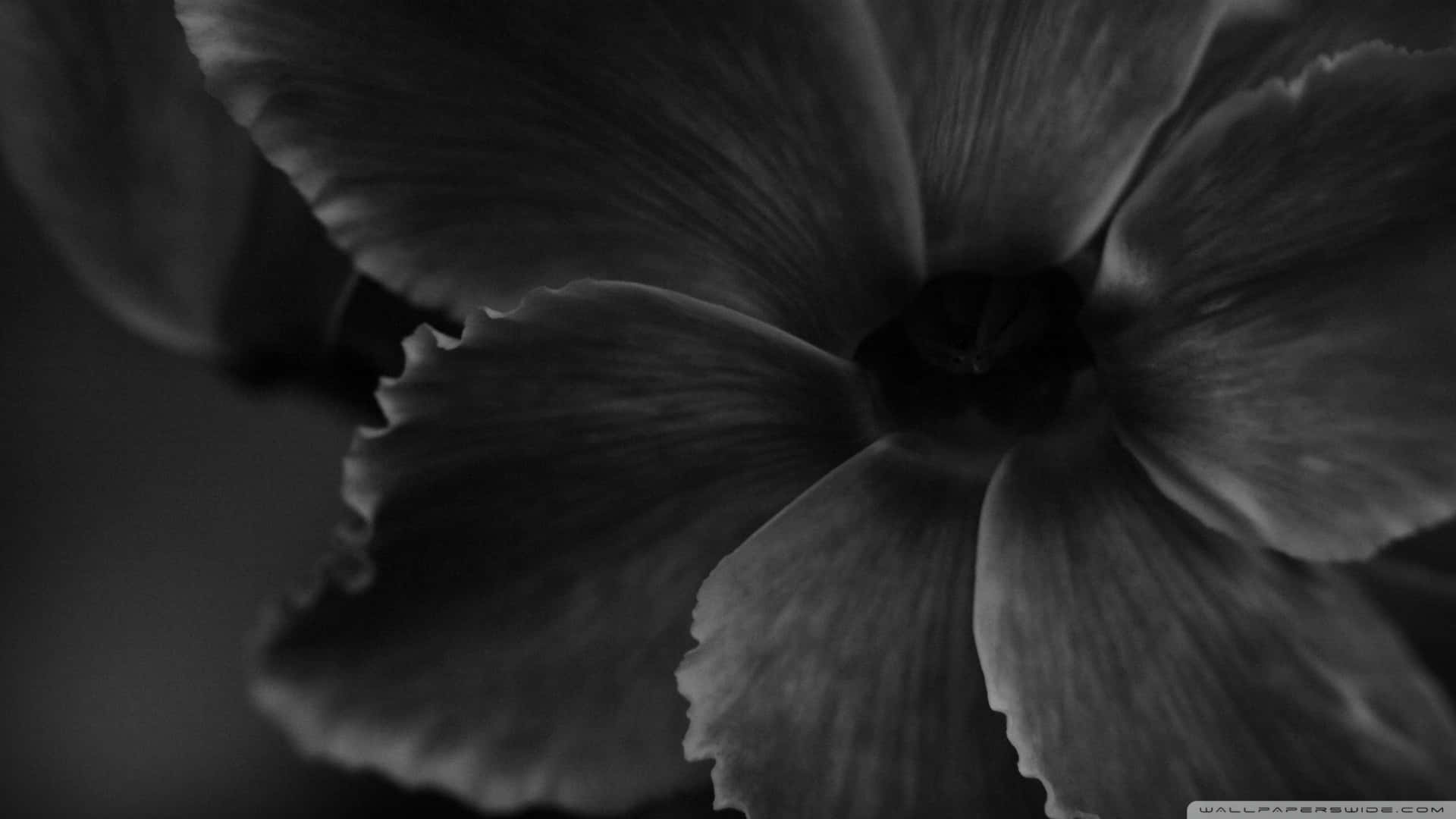 Fragile Monochrome, monochrome, flower, Full HD Desktop Wallpaper