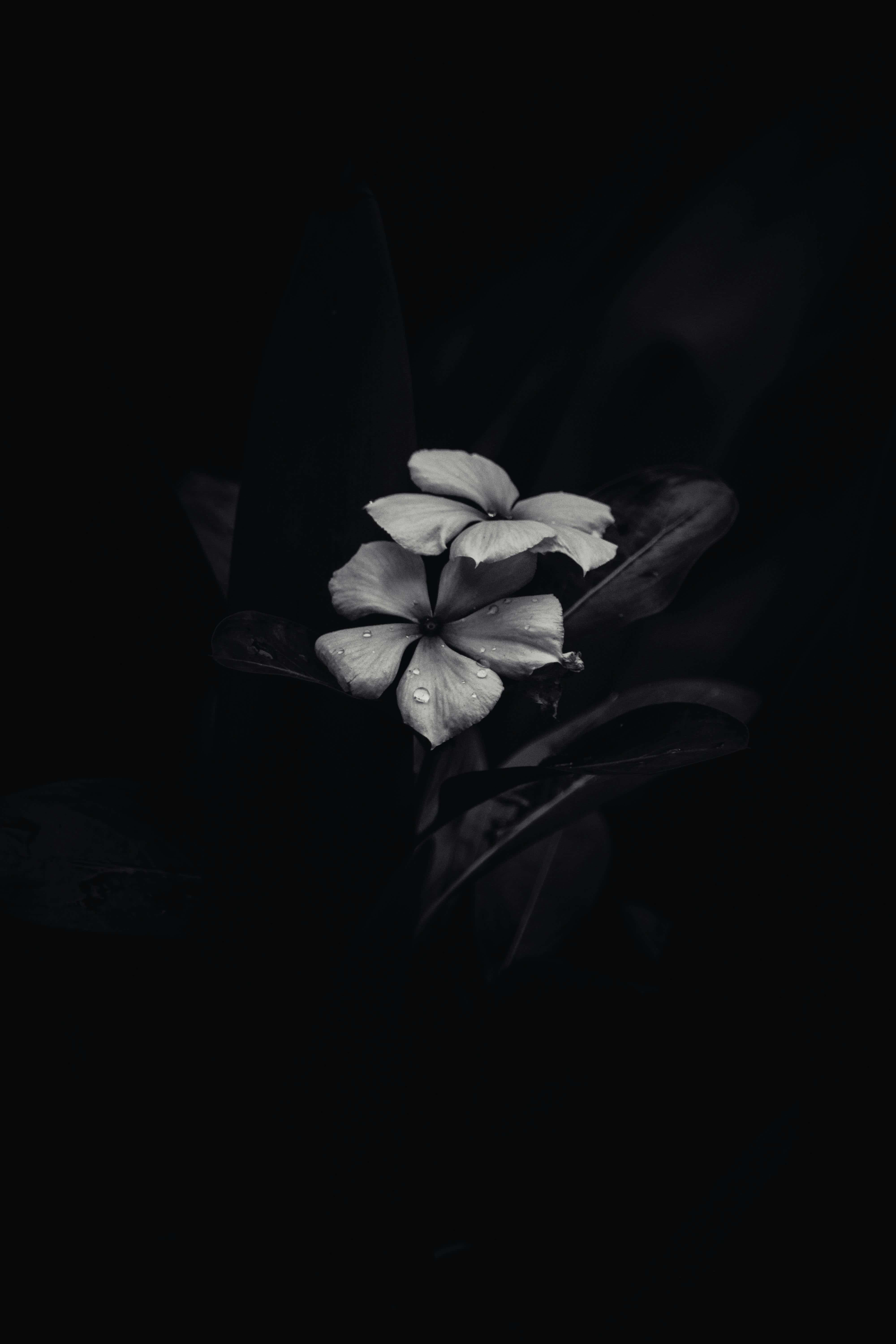 elegant monochrome flower, white flower, dew drops, 5K Phone Wallpaper