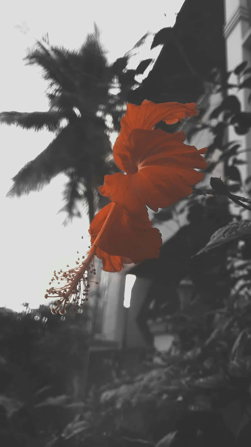 hibiscus, orange, palm trees, HD Phone Wallpaper