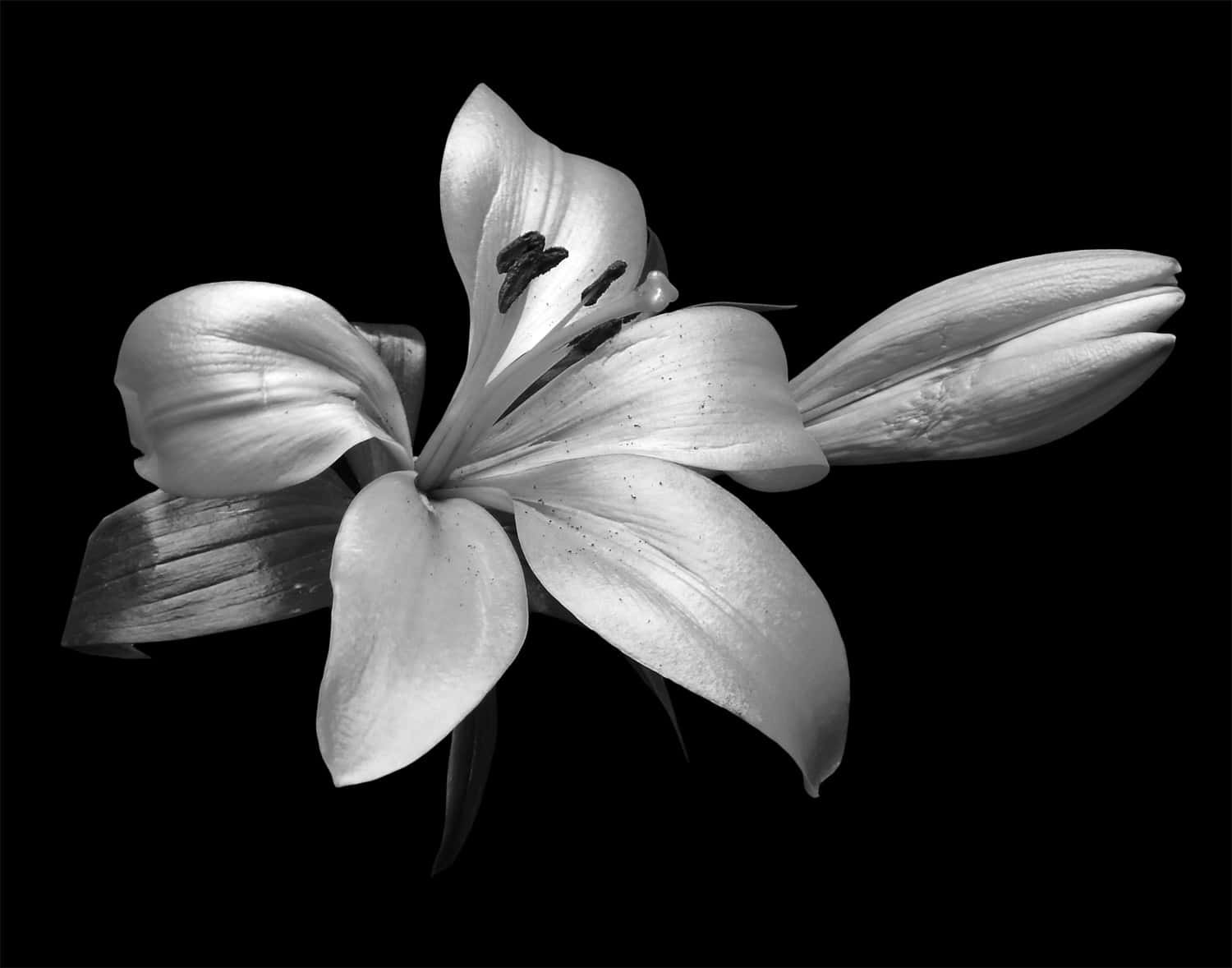 elegant black and white lily, monochrome lily, delicate petals, HD Desktop Wallpaper