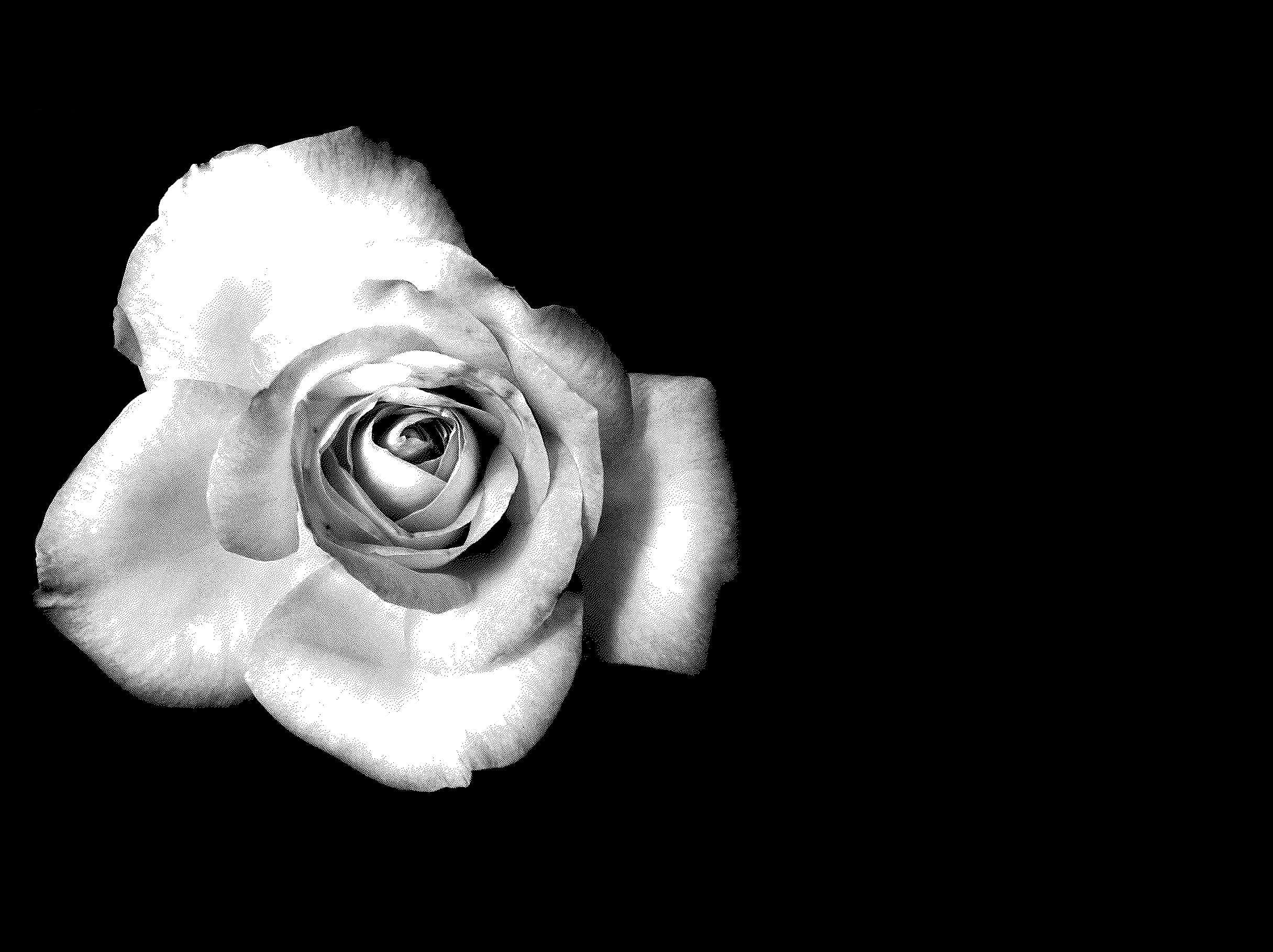 elegant black and white rose, monochrome rose, delicate petals, Full HD Desktop Wallpaper