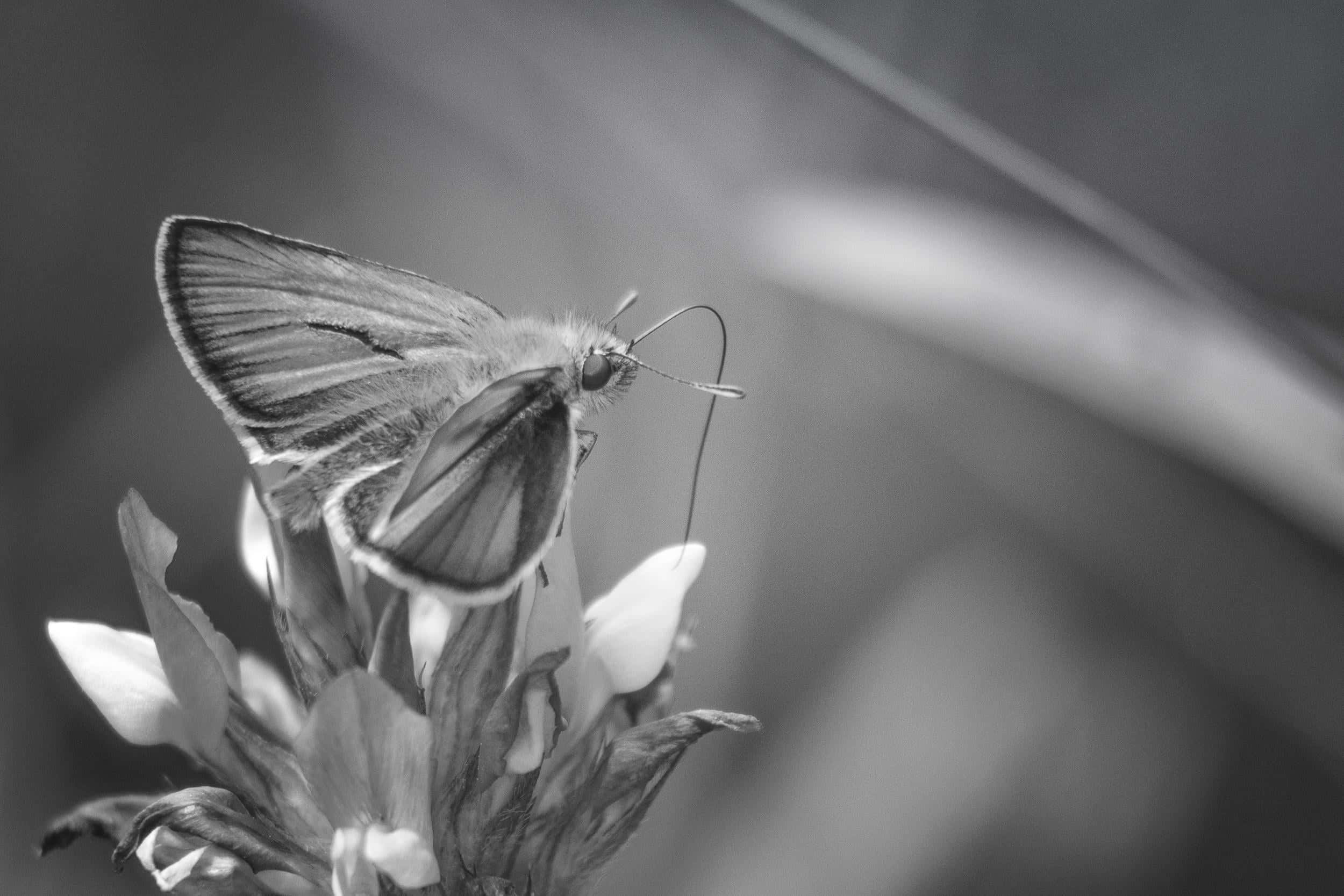 monochrome, butterfly, flower, Full HD Desktop Wallpaper