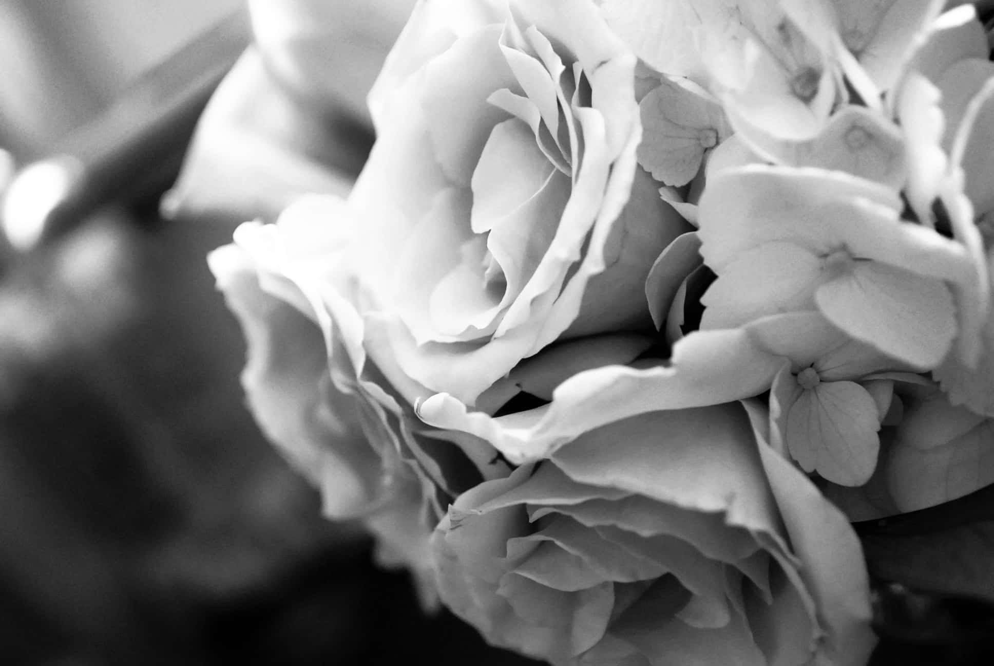 elegant monochrome roses, monochrome, rose, Full HD Desktop Wallpaper