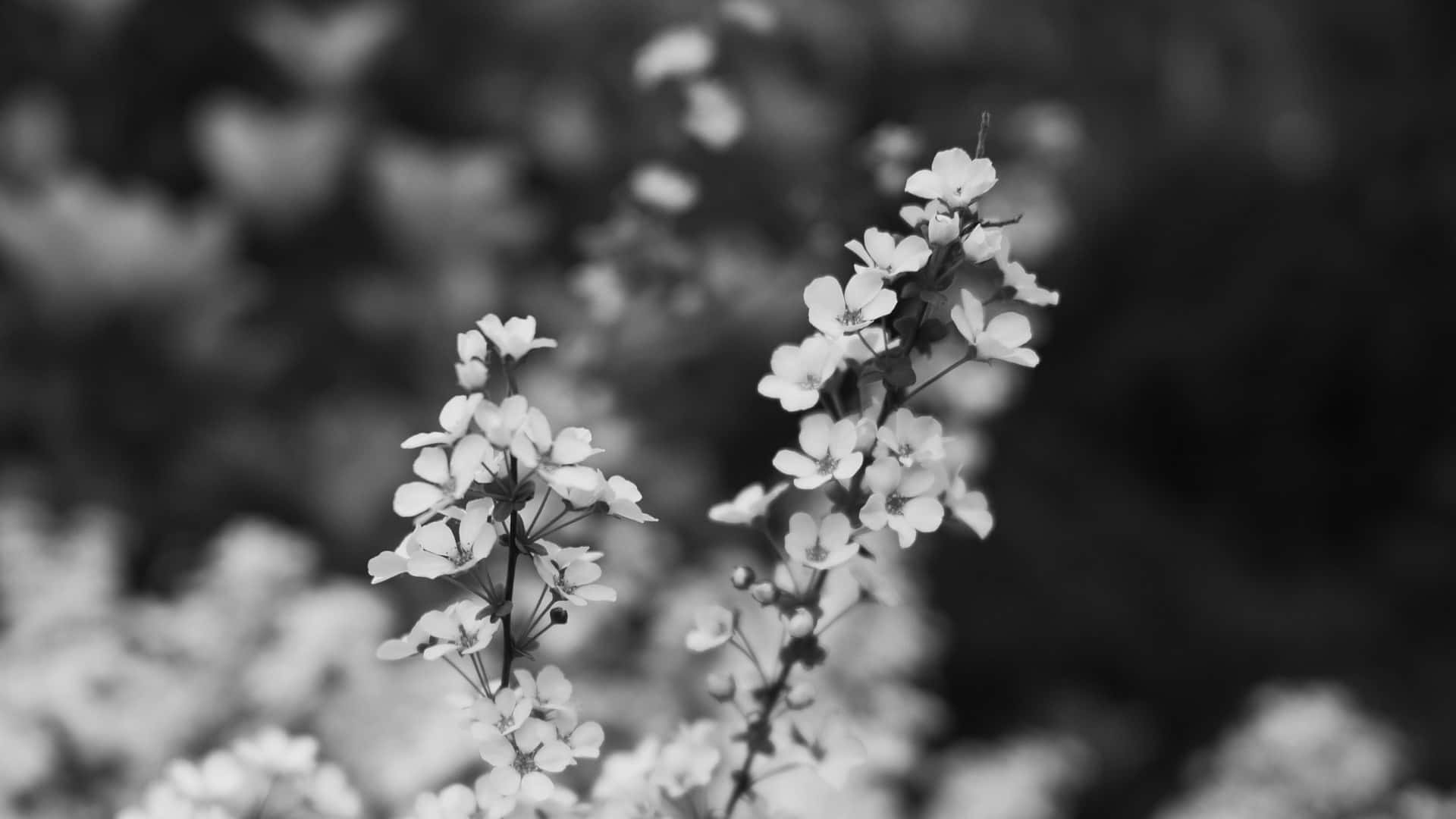 monochrome flower, white blossoms, soft focus, Full HD Desktop Wallpaper