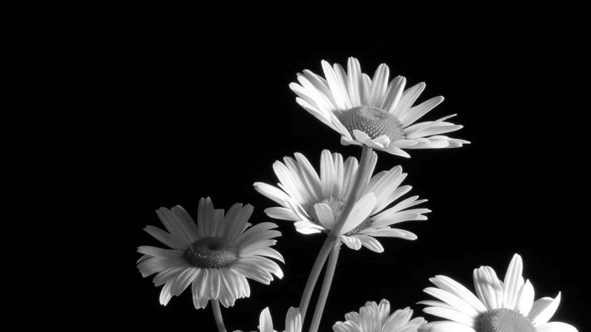 daisies, black background, high-contrast black and white, Full HD Desktop Wallpaper