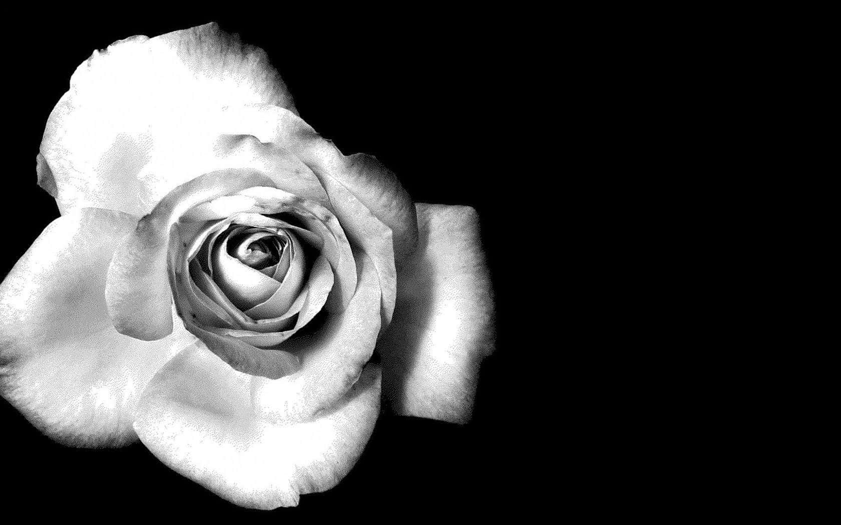 monochrome, rose, delicate petals, HD Desktop Wallpaper