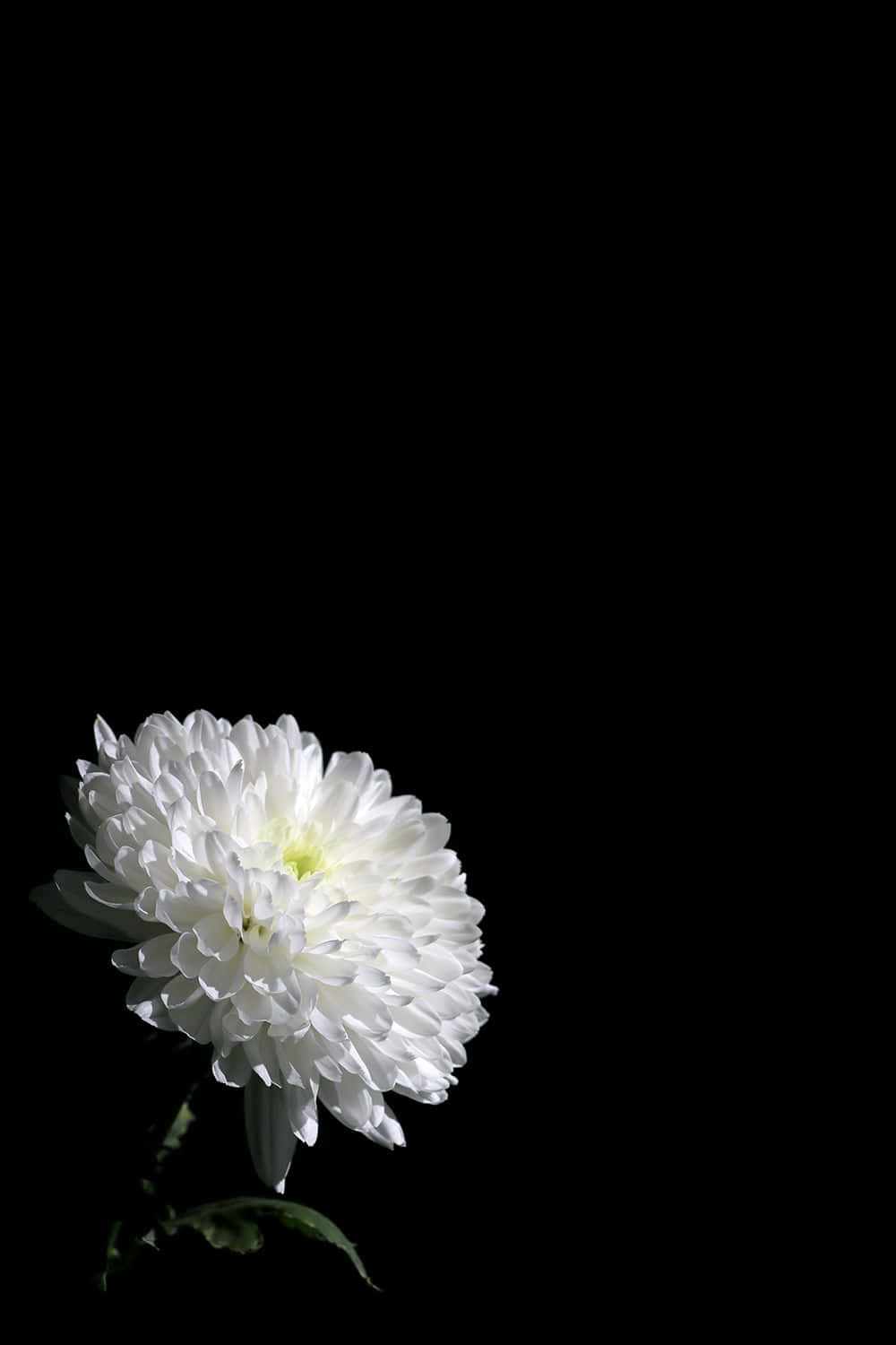white chrysanthemum, stark black background, dramatic lighting, HD Phone Wallpaper