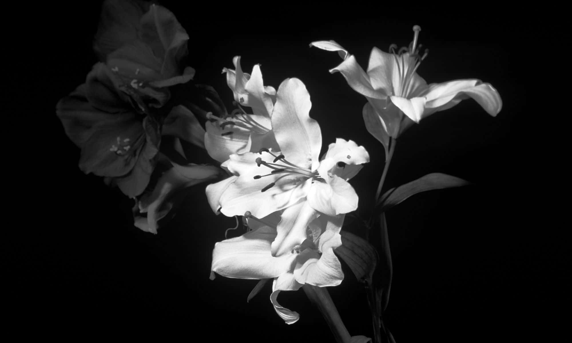 Elegant lilies, high contrast black and white, deep dark background, Full HD Desktop Wallpaper