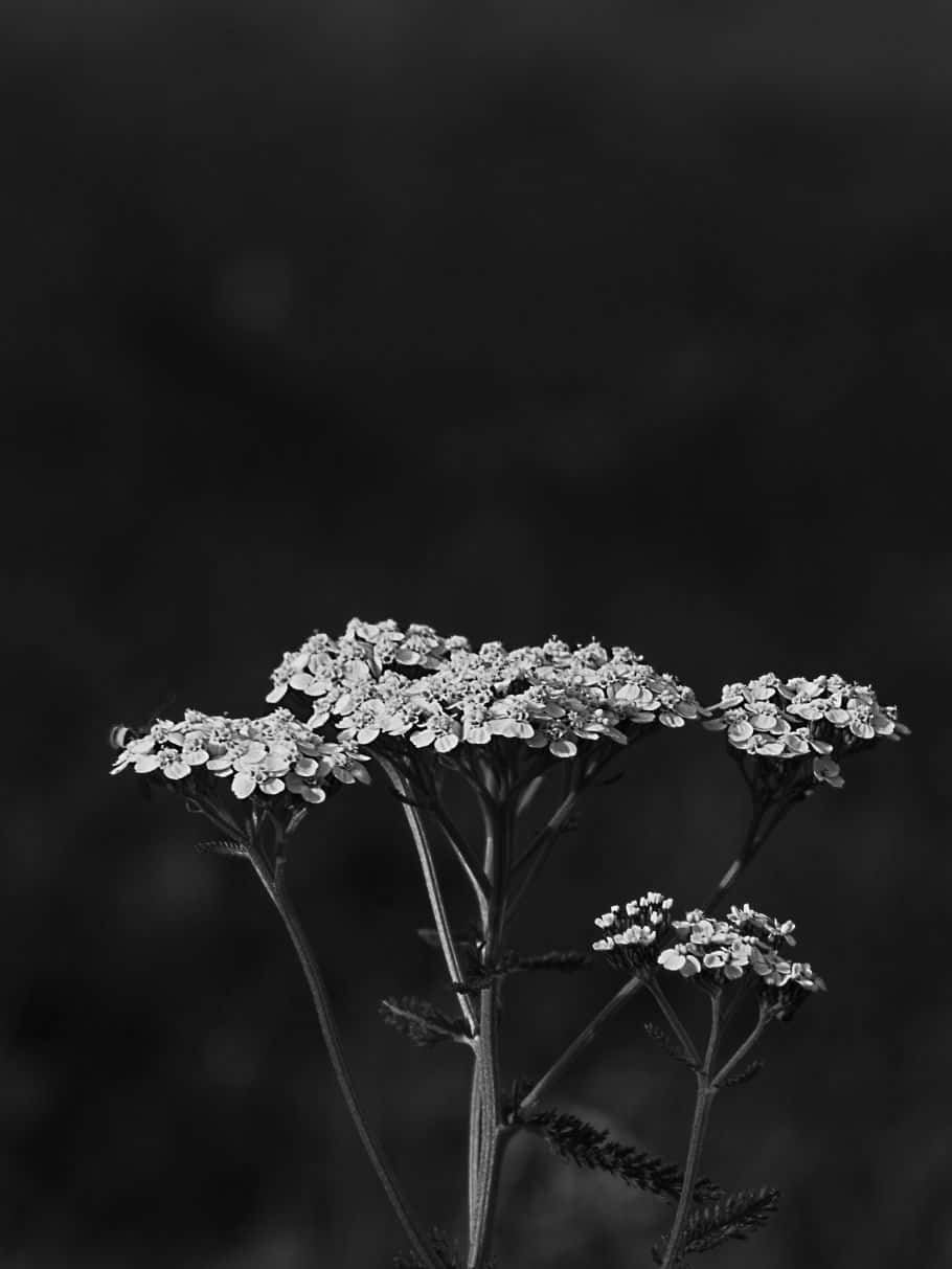 monochrome, yarrow flowers, intricate petals, SD Phone Wallpaper