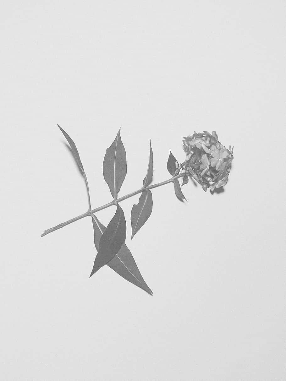 monochrome flower, wilted bloom, elongated leaves, SD Phone Wallpaper