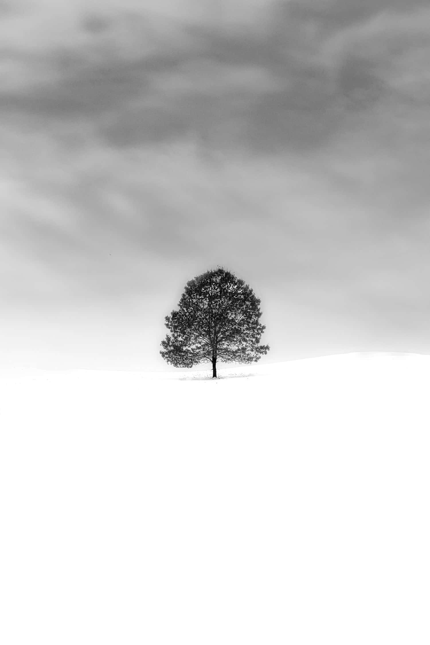 monochrome tree, white scenery, snowy field, Full HD Phone Wallpaper