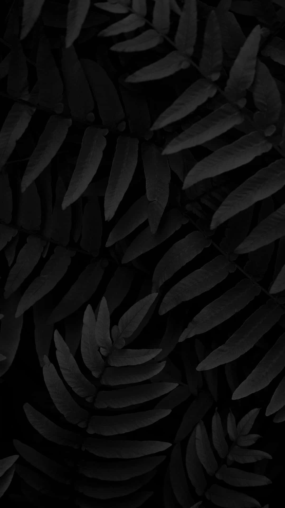 Monochrome, fern fronds, deep shadow, Full HD Phone Wallpaper