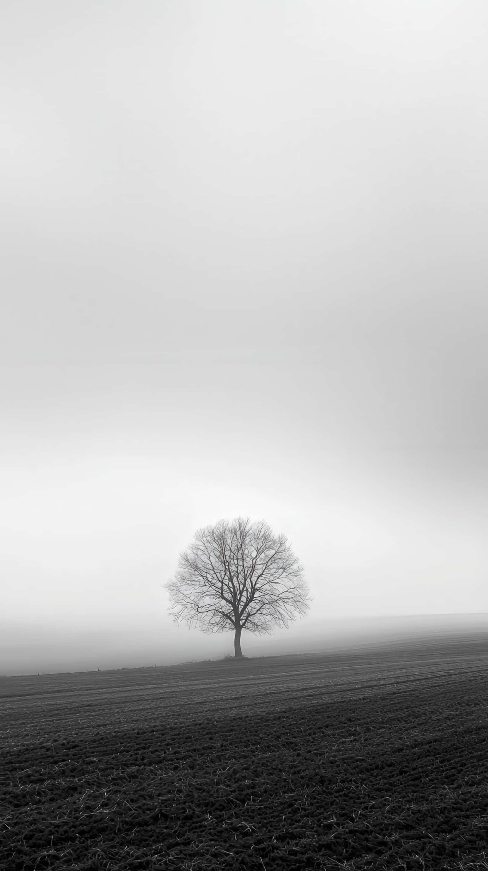 solitary tree, vast foggy landscape, gray sky, 2K Phone Wallpaper