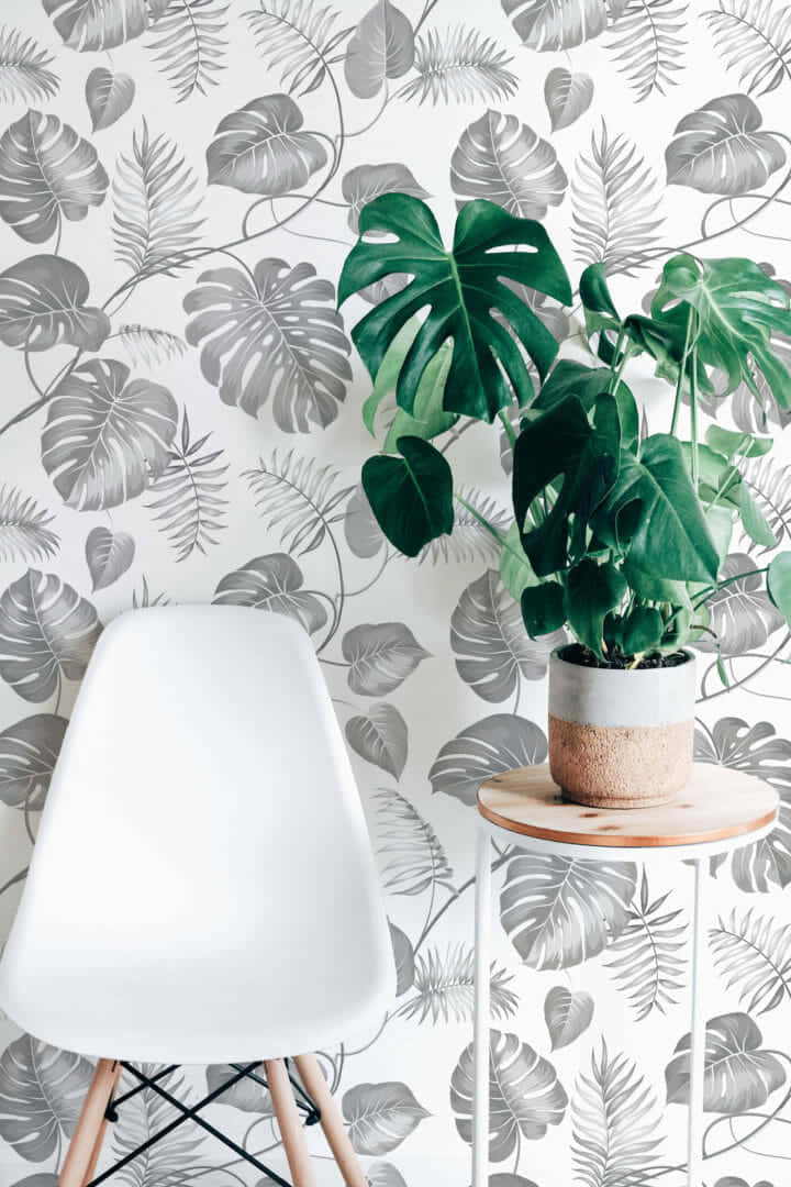 monstera plant, wooden side table, gray tropical leaf wallpaper, SD Phone Wallpaper