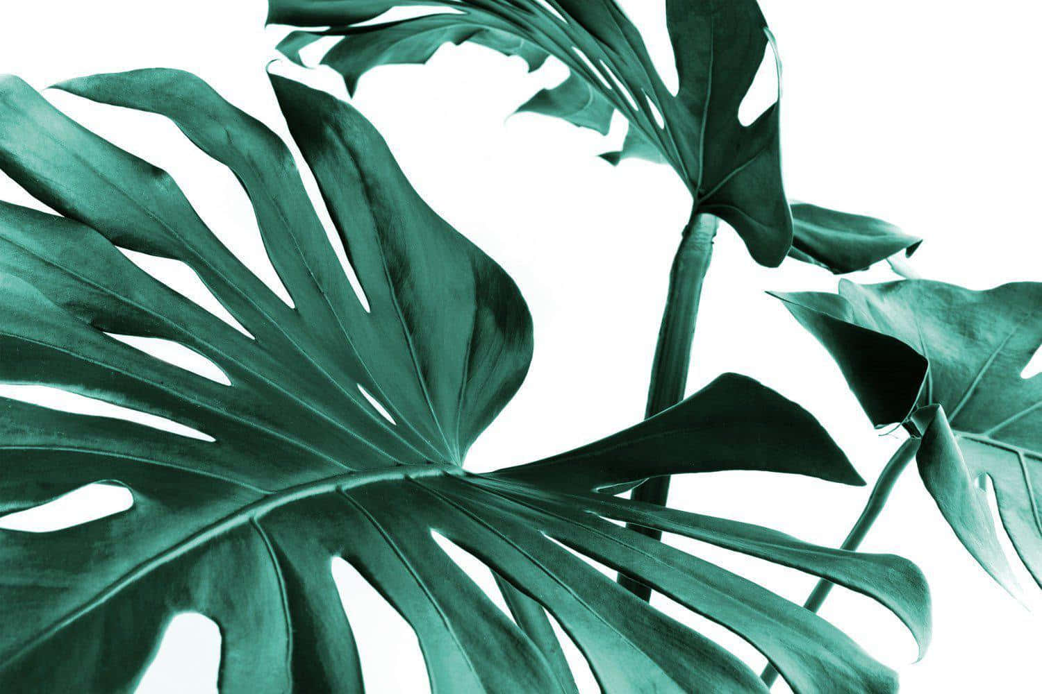Monstera Leaf, three green monstera leaves, deep teal tones, HD Desktop Wallpaper