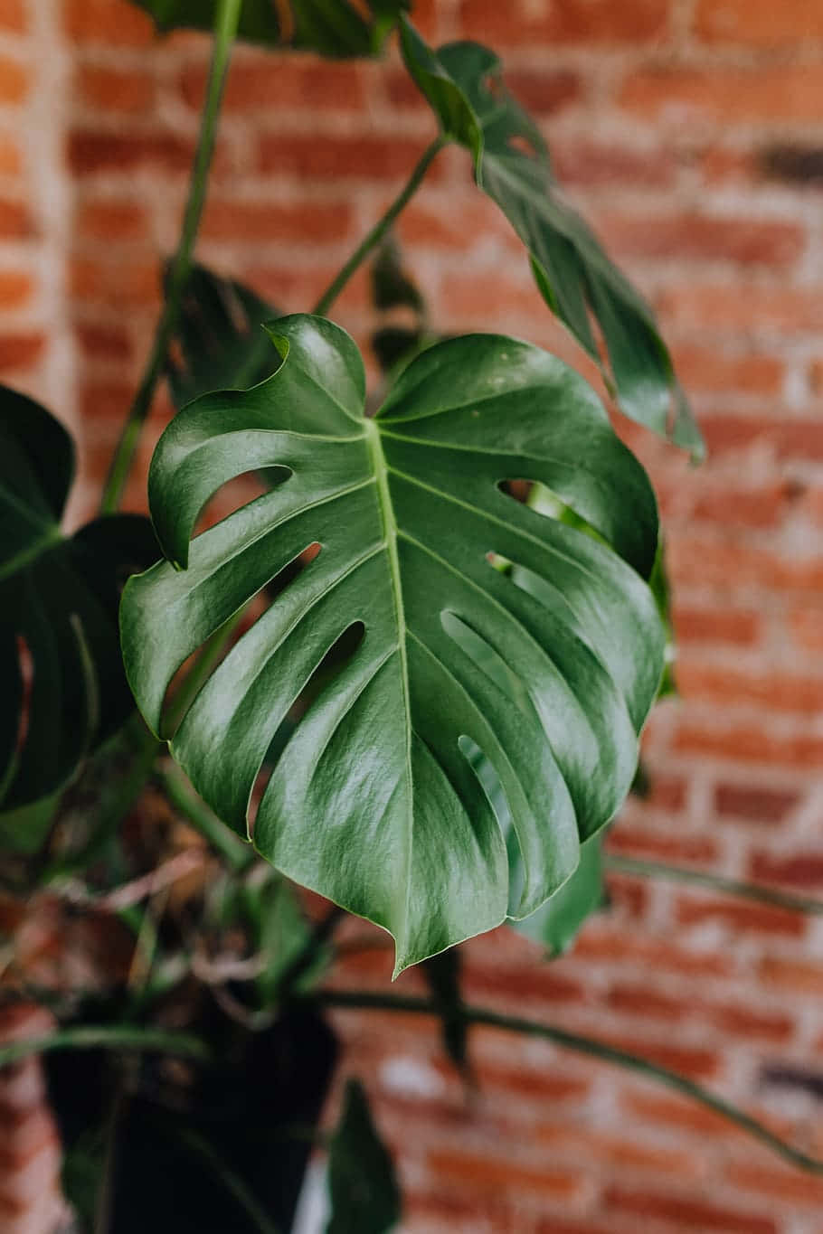 Monstera leaf, vibrant green, natural splits, HD Phone Wallpaper