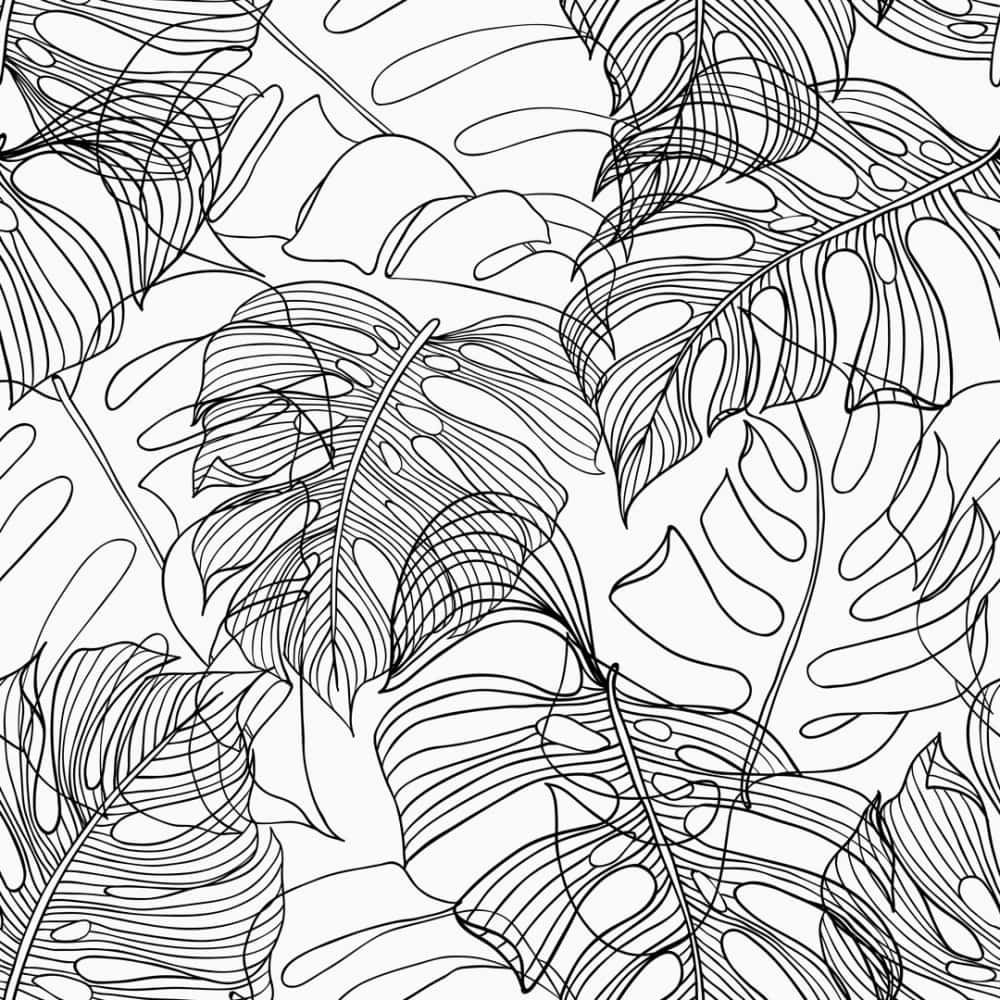 Monstera Leaves, line art illustration, black line art, SD Desktop Wallpaper