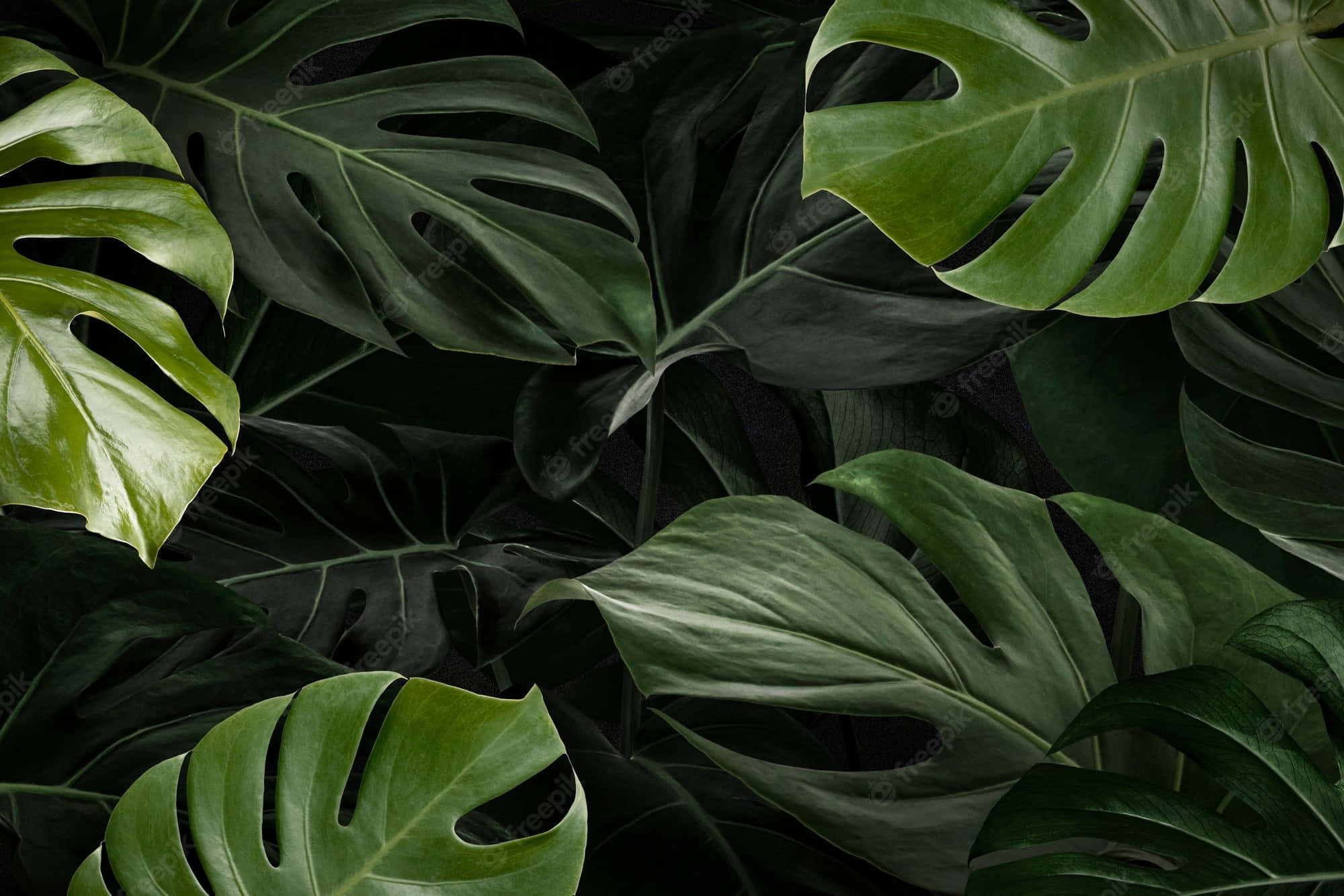 Monstera Leaves, deep green hues, tropical foliage, Full HD Desktop Wallpaper