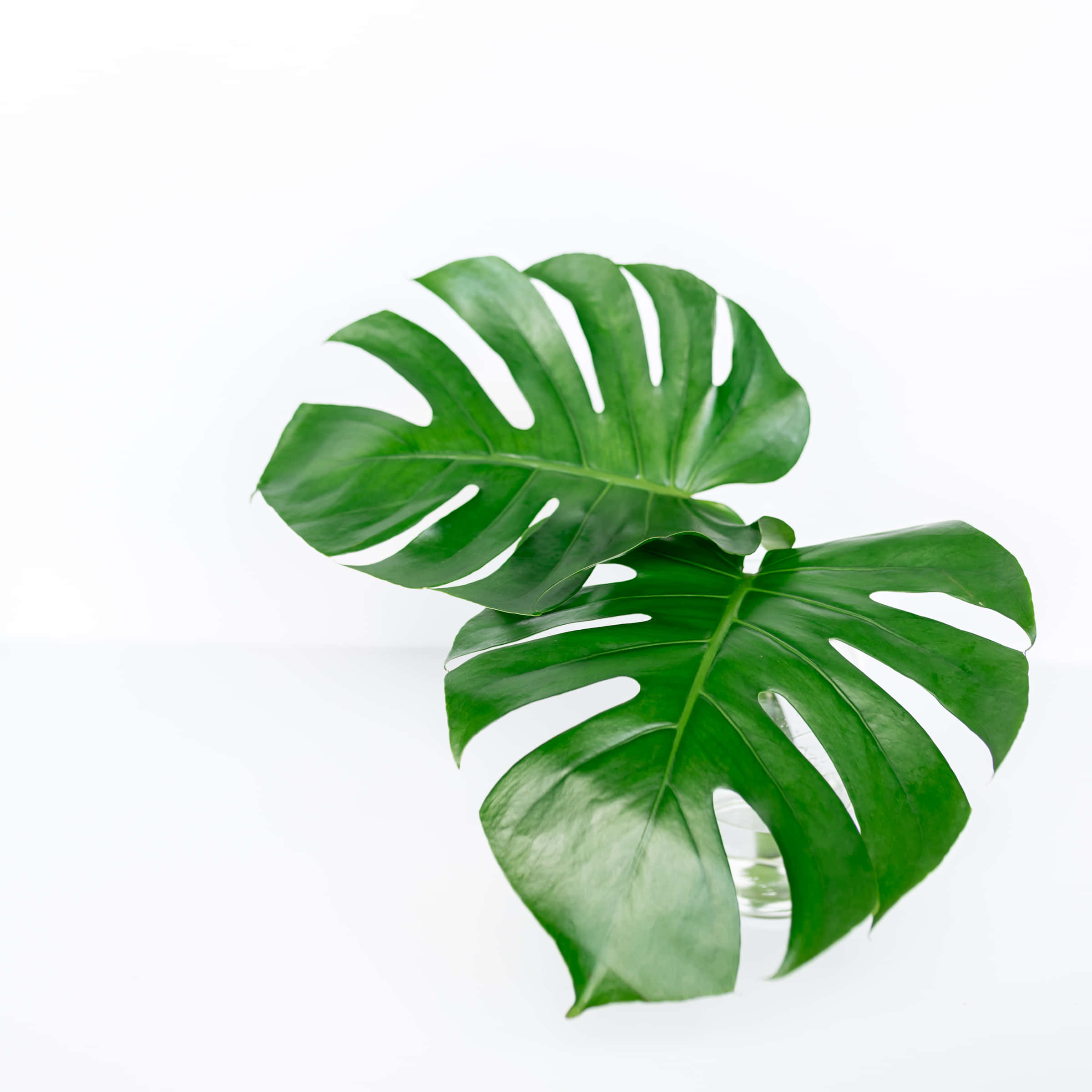 monstera leaves, vibrant green, deep splits, Full HD Desktop Wallpaper