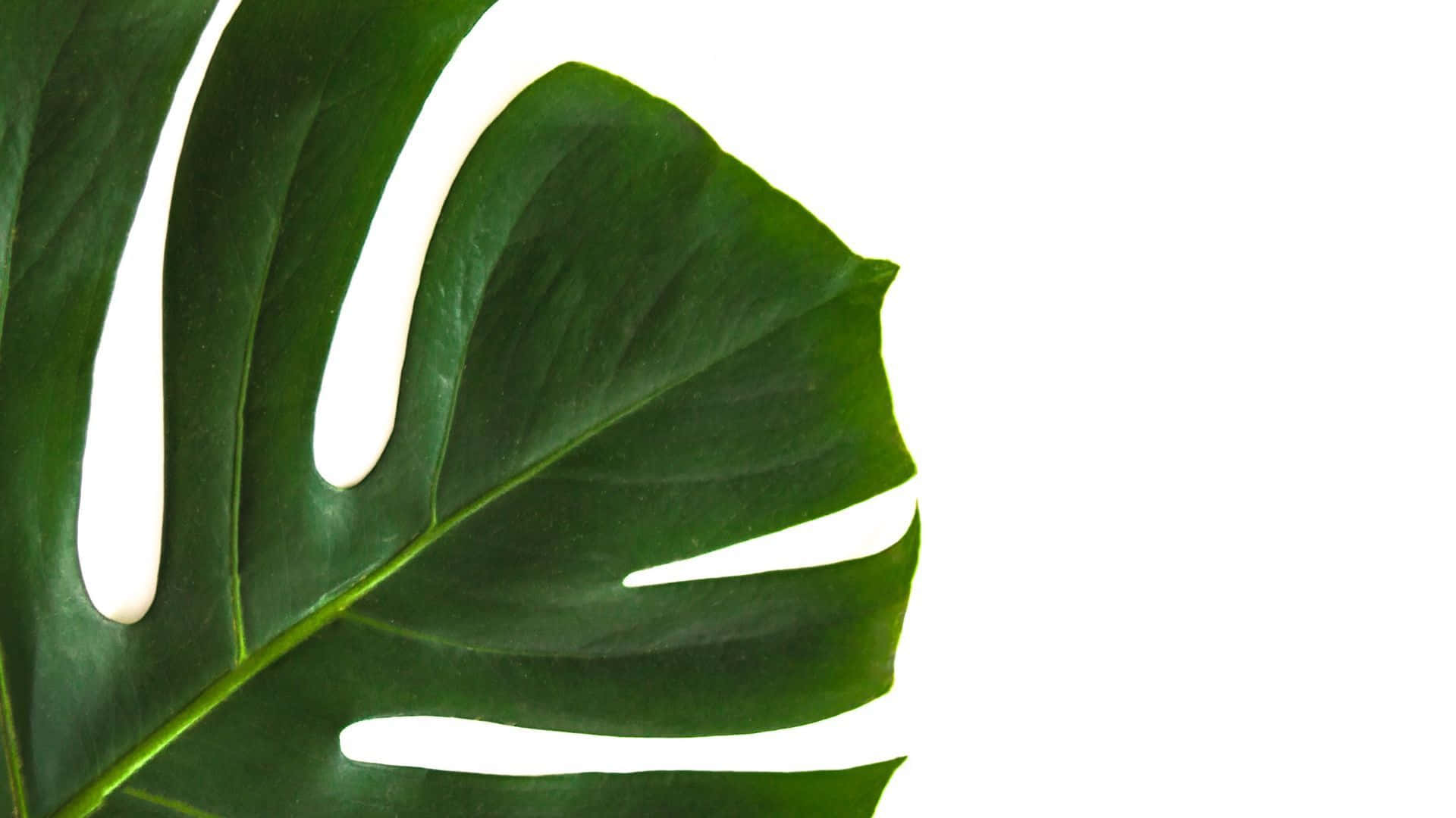 Monstera, minimalist plant desktop, vibrant green, Full HD Desktop Wallpaper