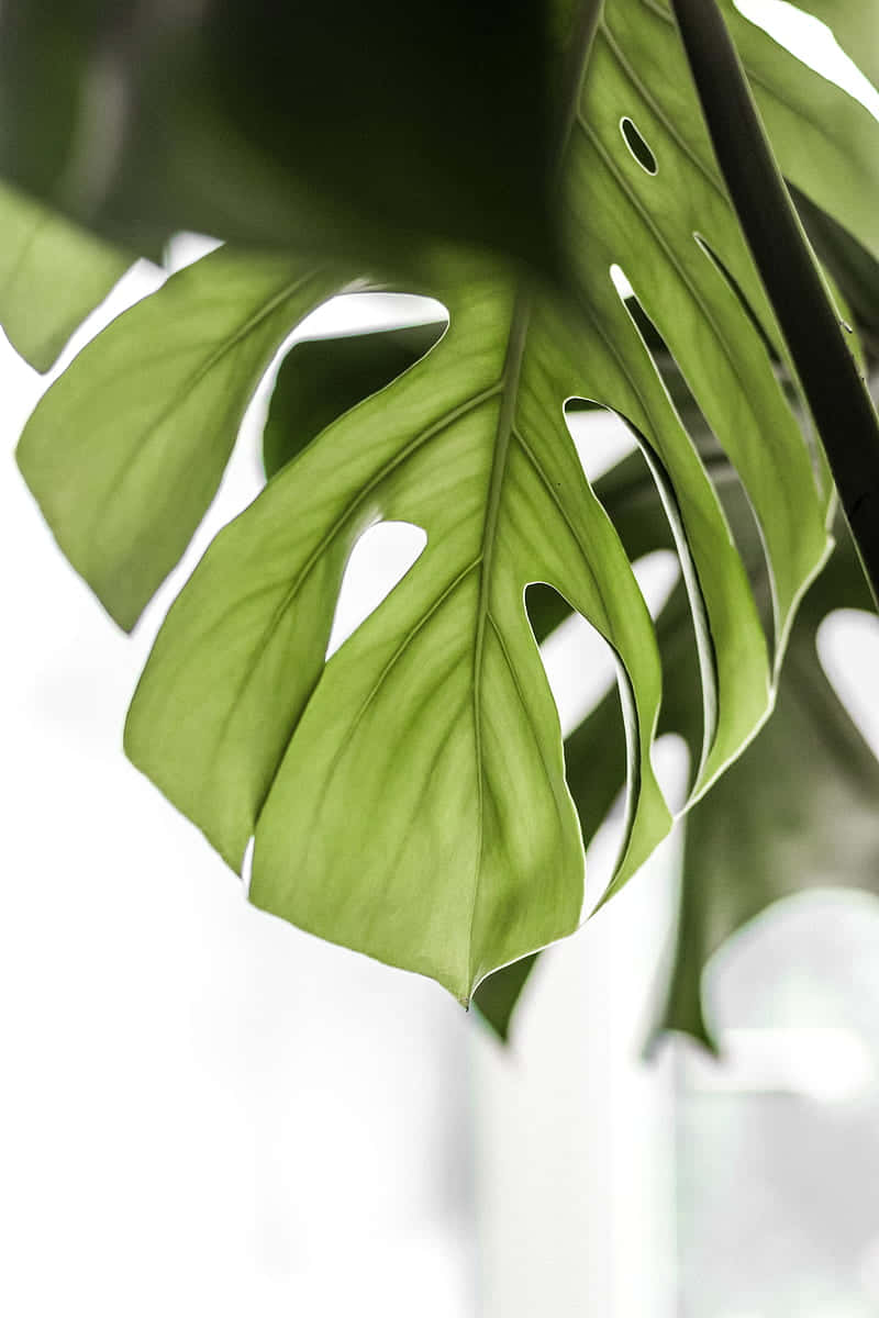 monstera leaf, vibrant green, sunlight, SD Phone Wallpaper