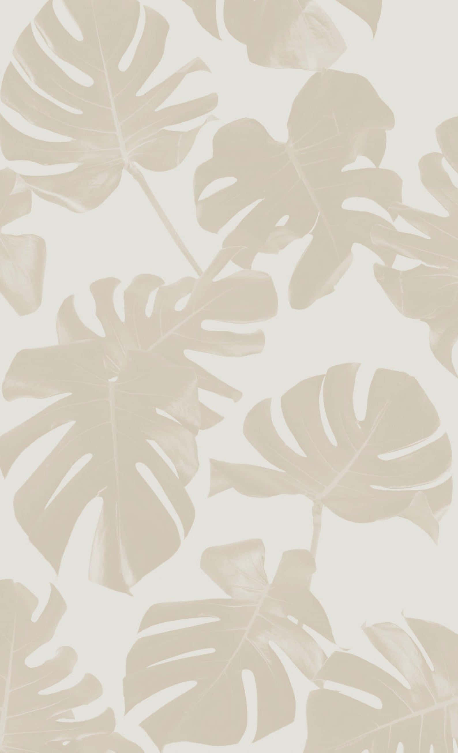 Monstera leaves, beige aesthetic, soft beige tones, 2K Phone Wallpaper