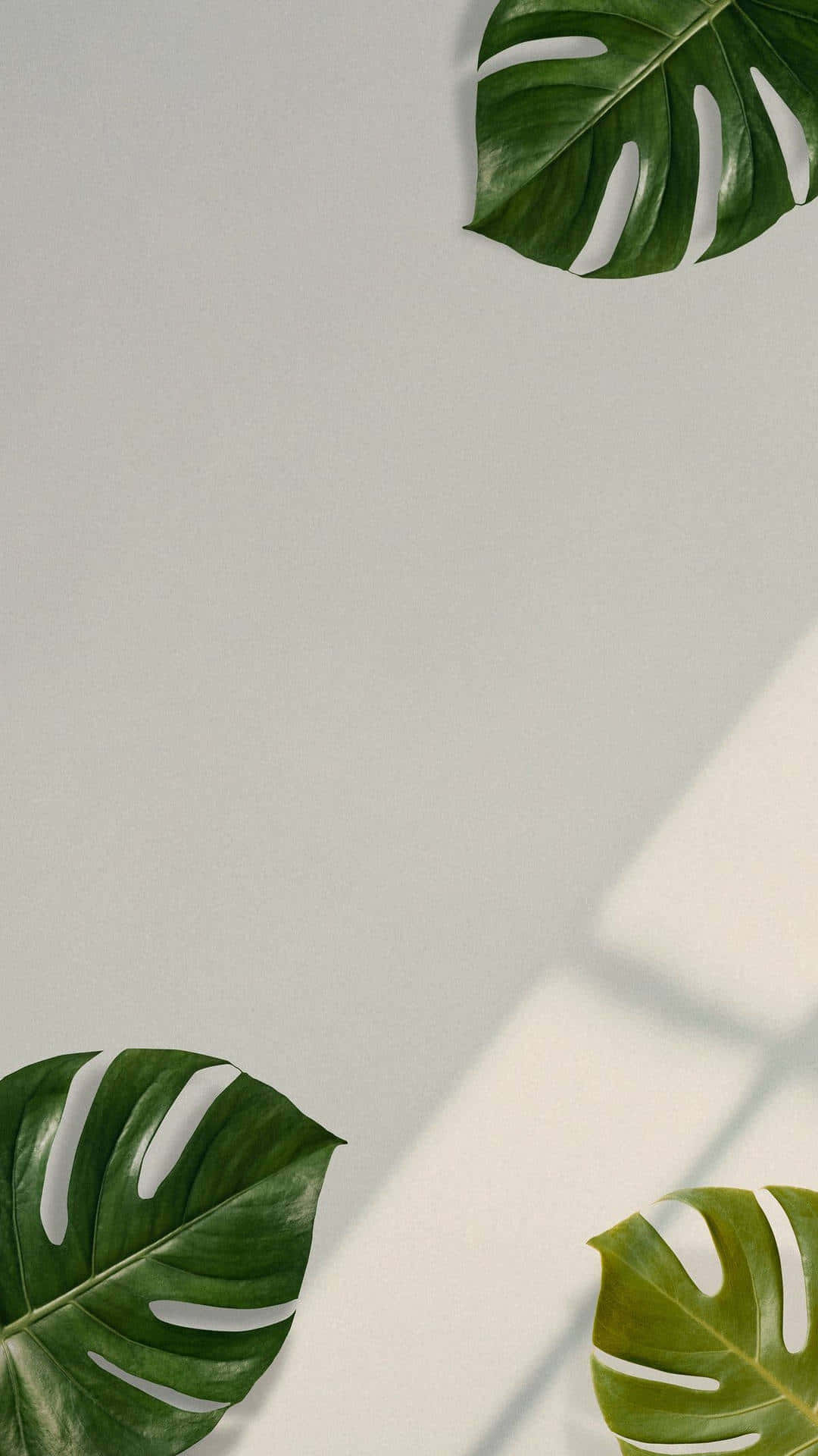 green monstera leaf, aesthetic portrait, vibrant green monstera leaves, Full HD Phone Wallpaper