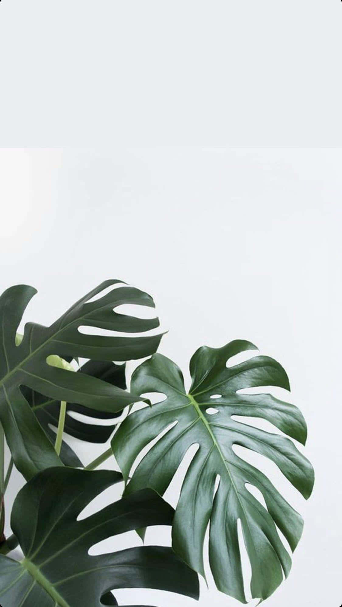 minimalist monstera leaf plant portrait, monstera leaf, glossy monstera leaves, Full HD Phone Wallpaper