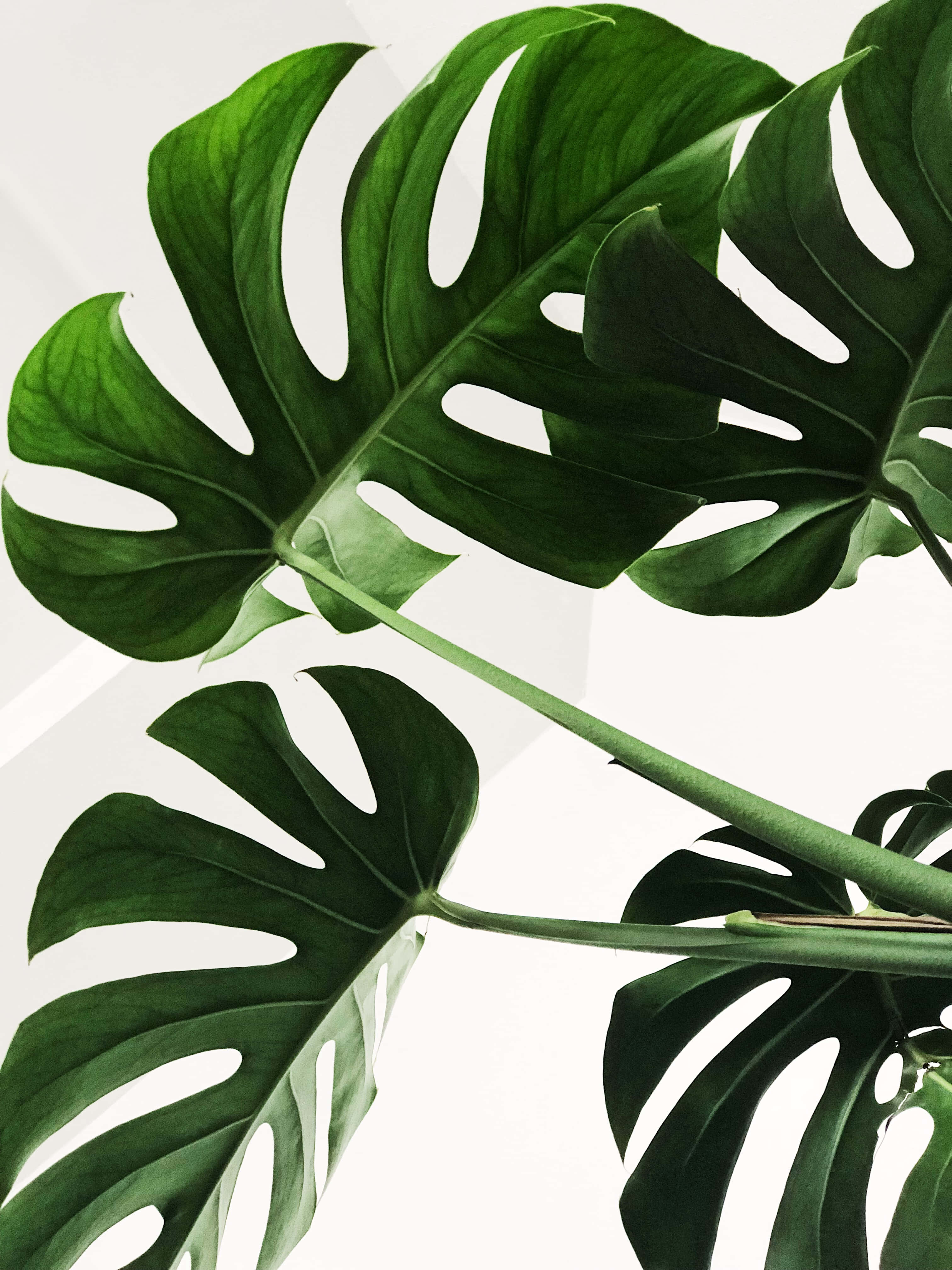 Monstera leaves, glossy, deep green veins, 4K Phone Wallpaper